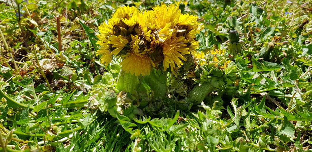 Annexe 92459809_10222026045230554_2727329319863975936_o.jpg