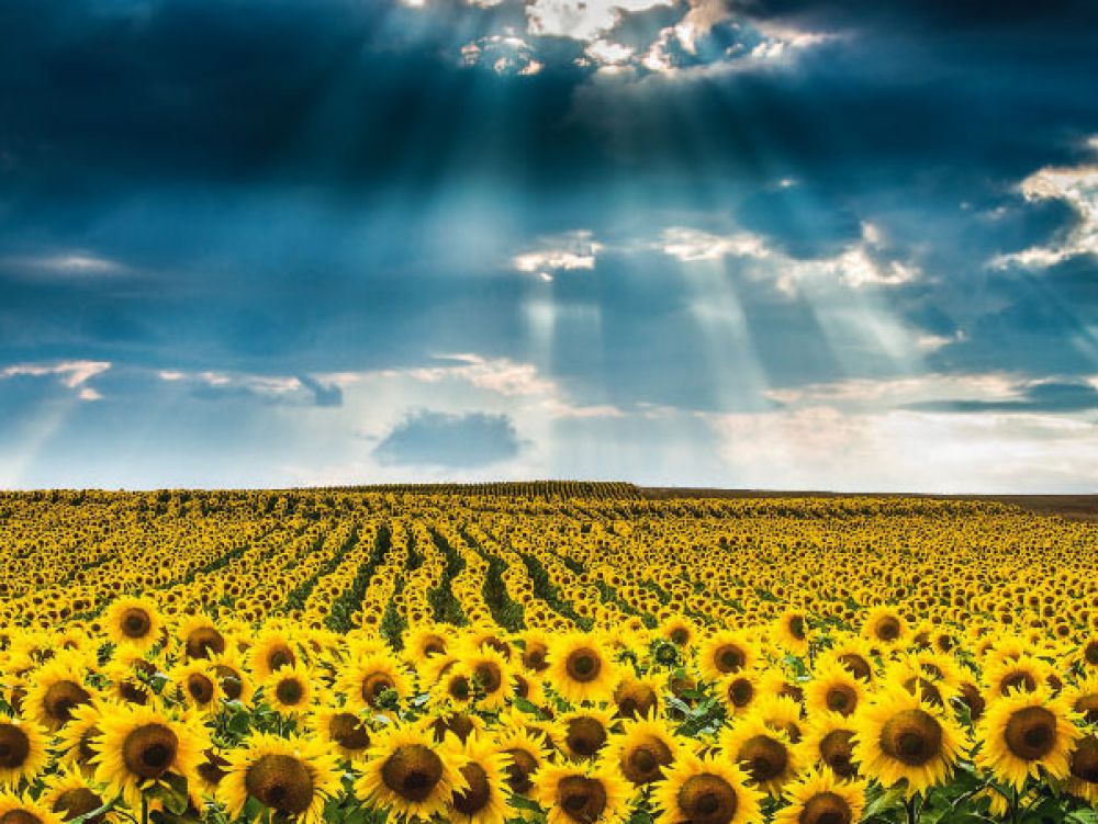 Annexe tournesols.jpg