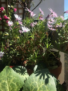 Annexe ospteopermum2.jpg