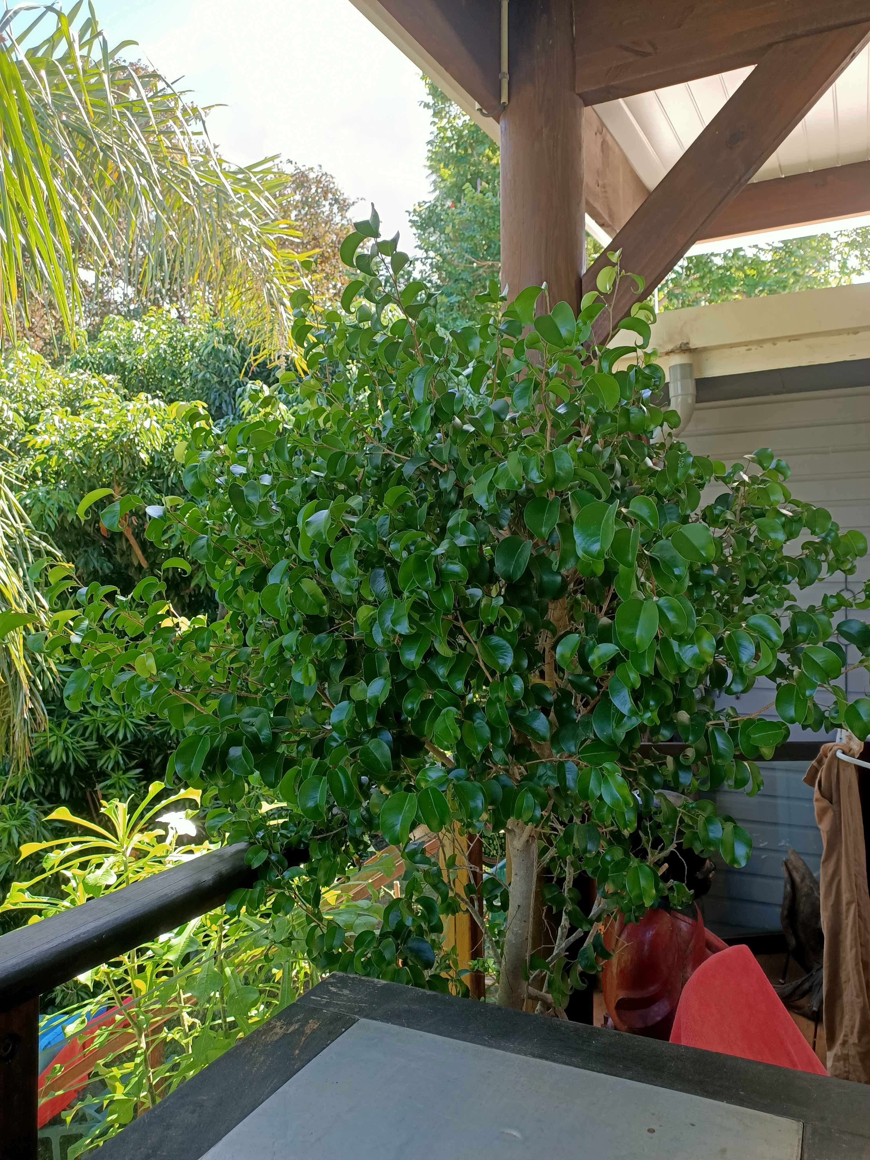 Annexe IMG20200418102731.jpg