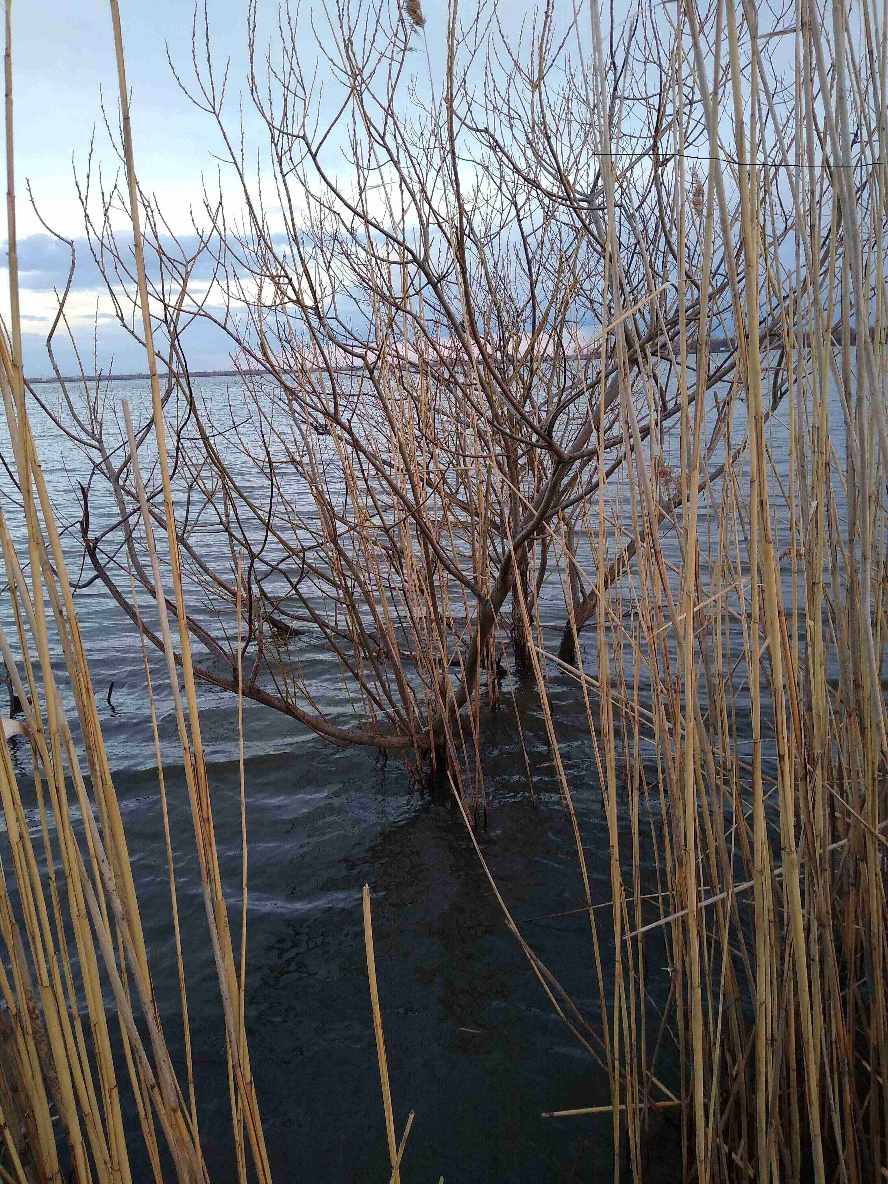 Annexe Arbre dans leau (1) (2).jpg