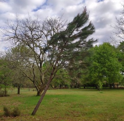 Annexe pin maritime soufflé!.jpg