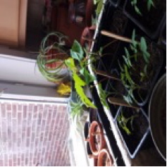 Annexe Sans titre.png