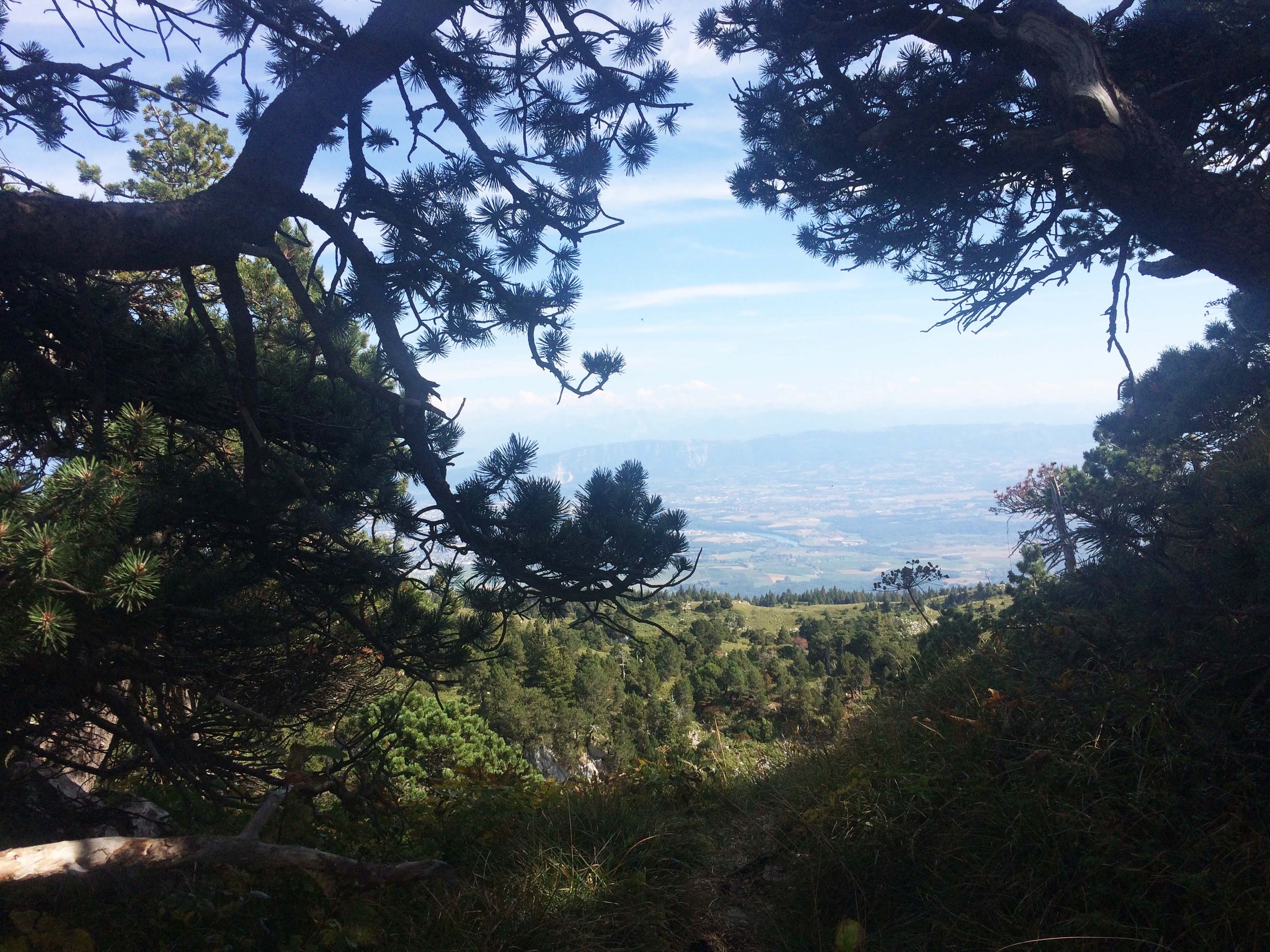 Annexe 2018.09.10_CrêtdelaNeige-pins-à-crochets-2-lt.jpg