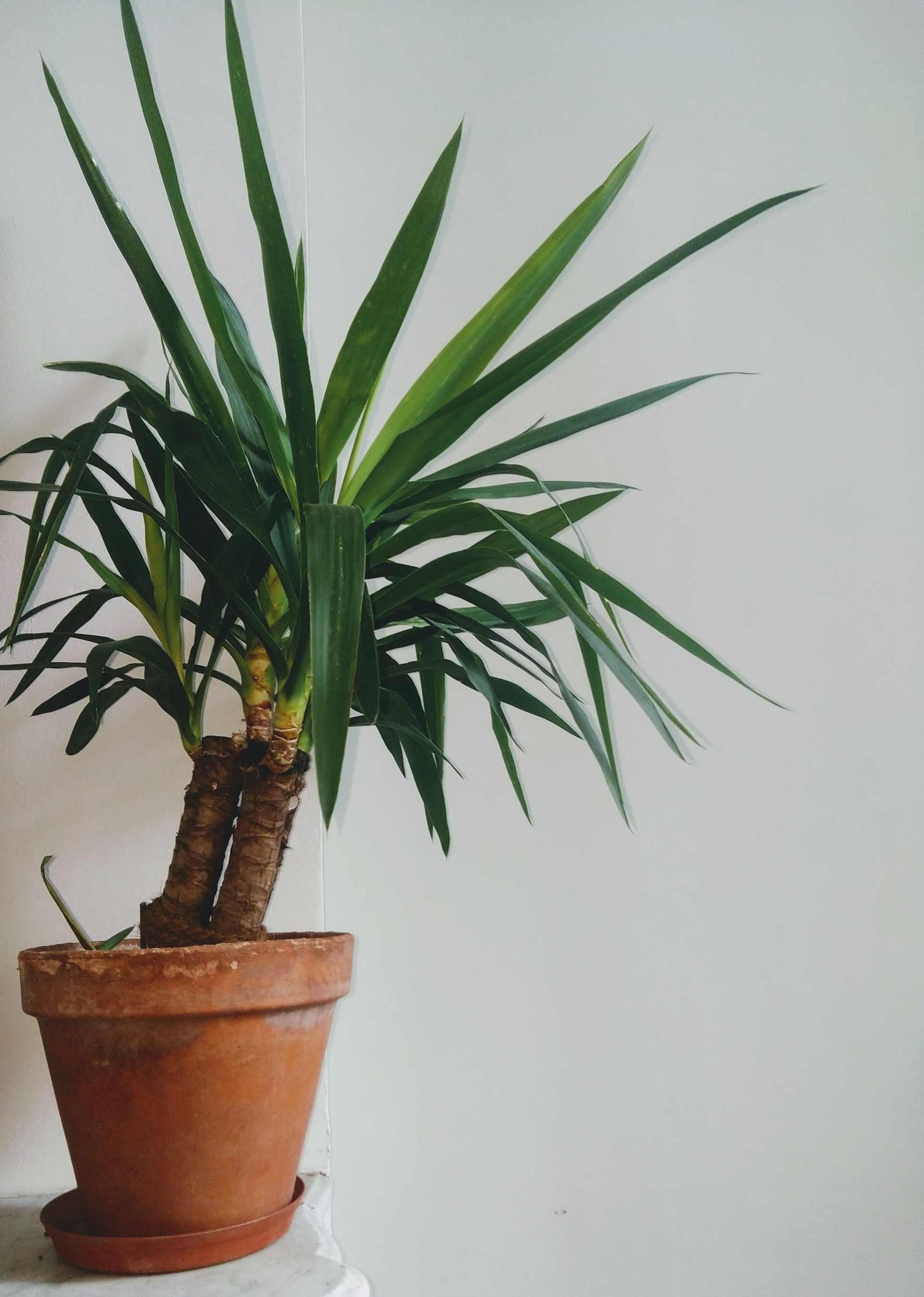 Annexe Yucca elephantipes.jpg