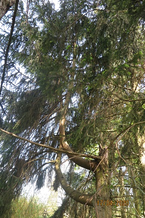 Annexe conifère.jpg