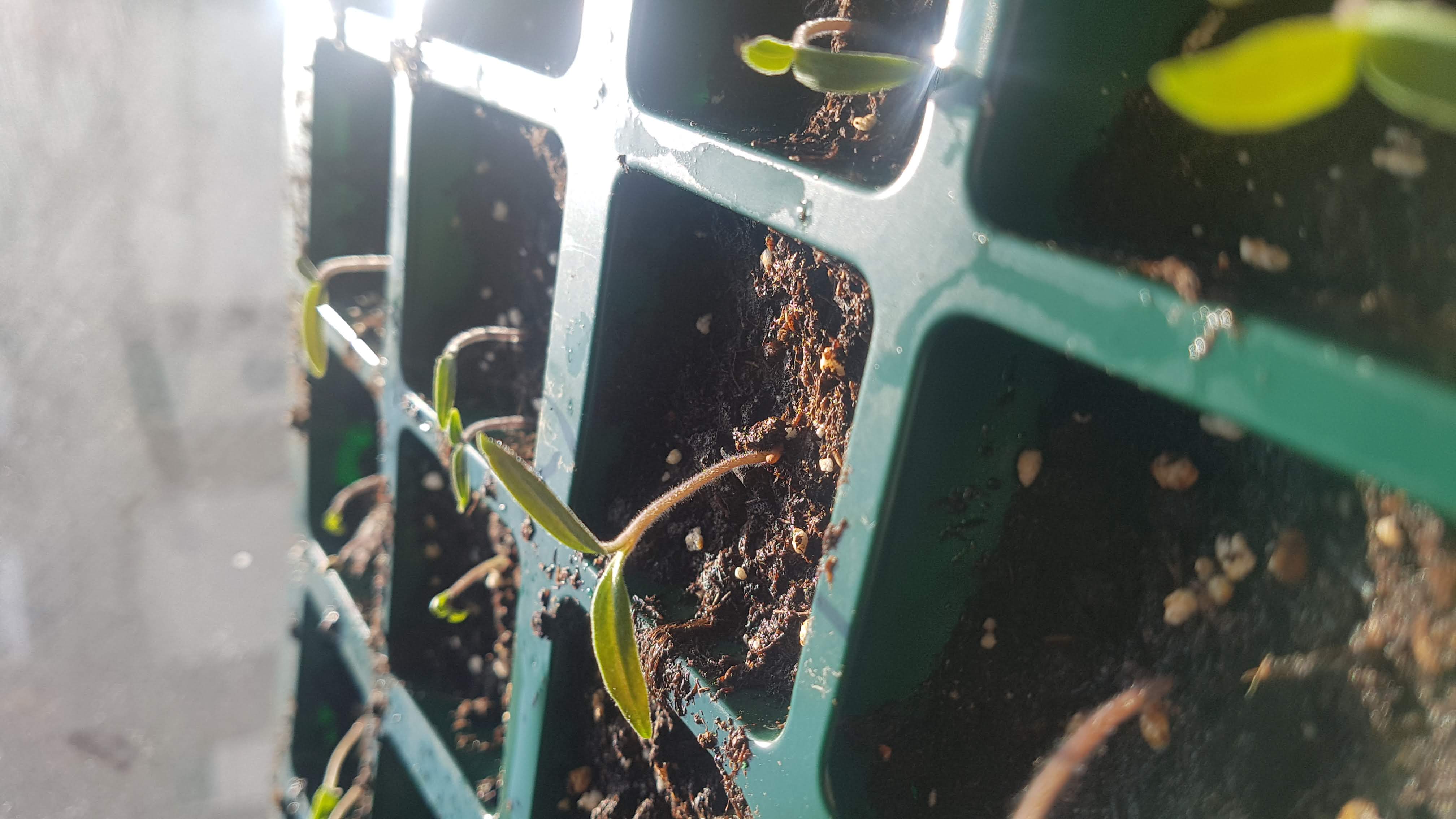 Annexe 20200331_100937.jpg