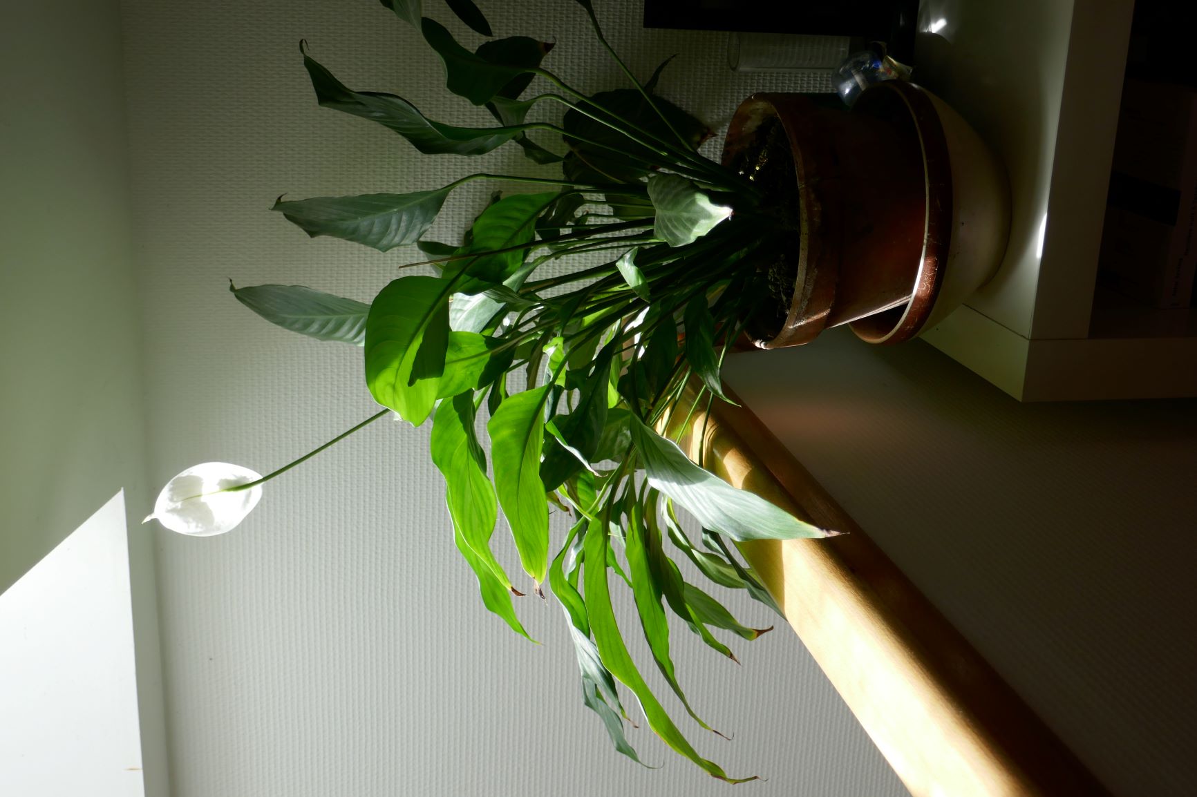 Annexe fleur de lune.JPG