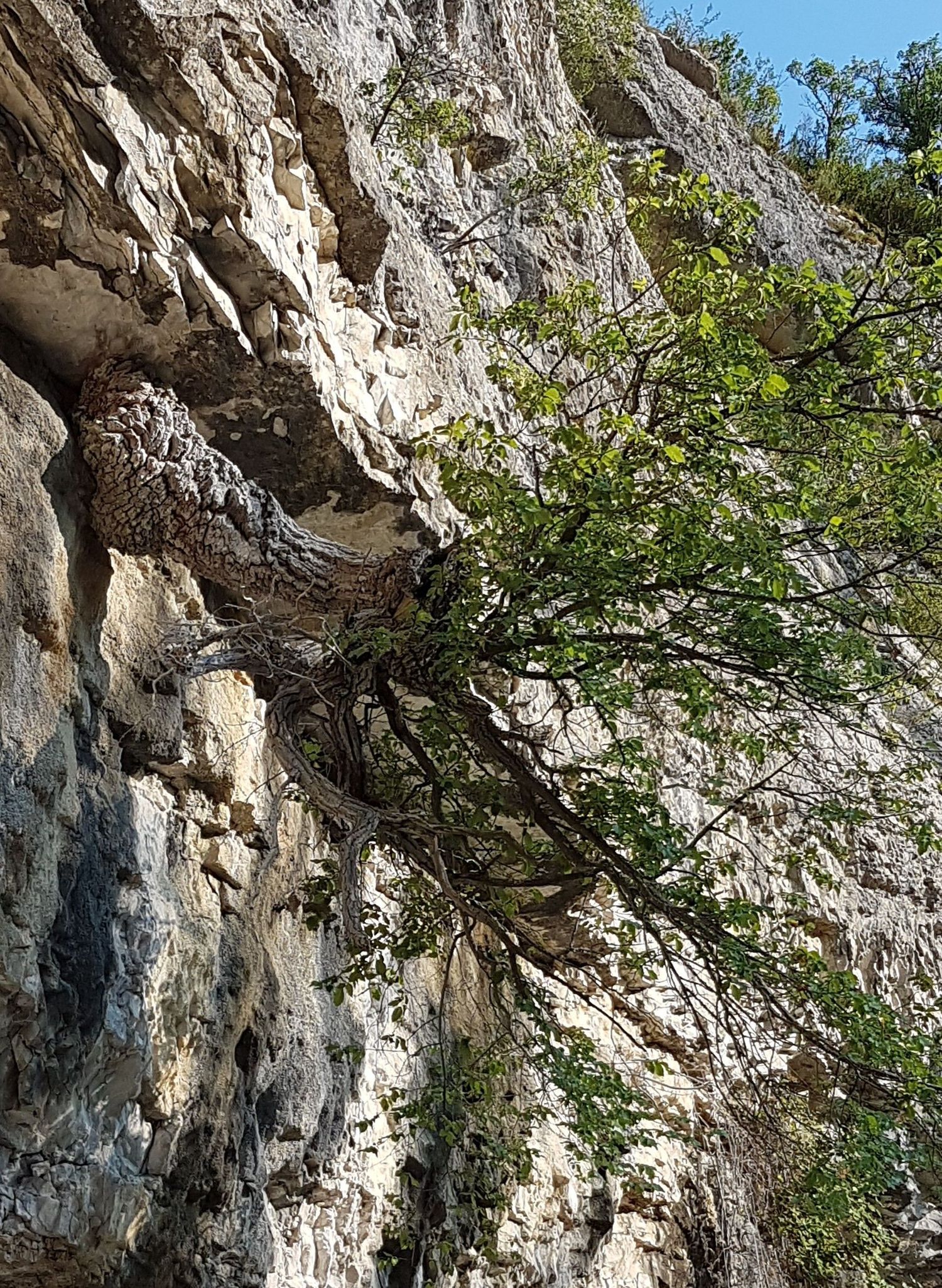 Annexe arbreBiscornu.jpg