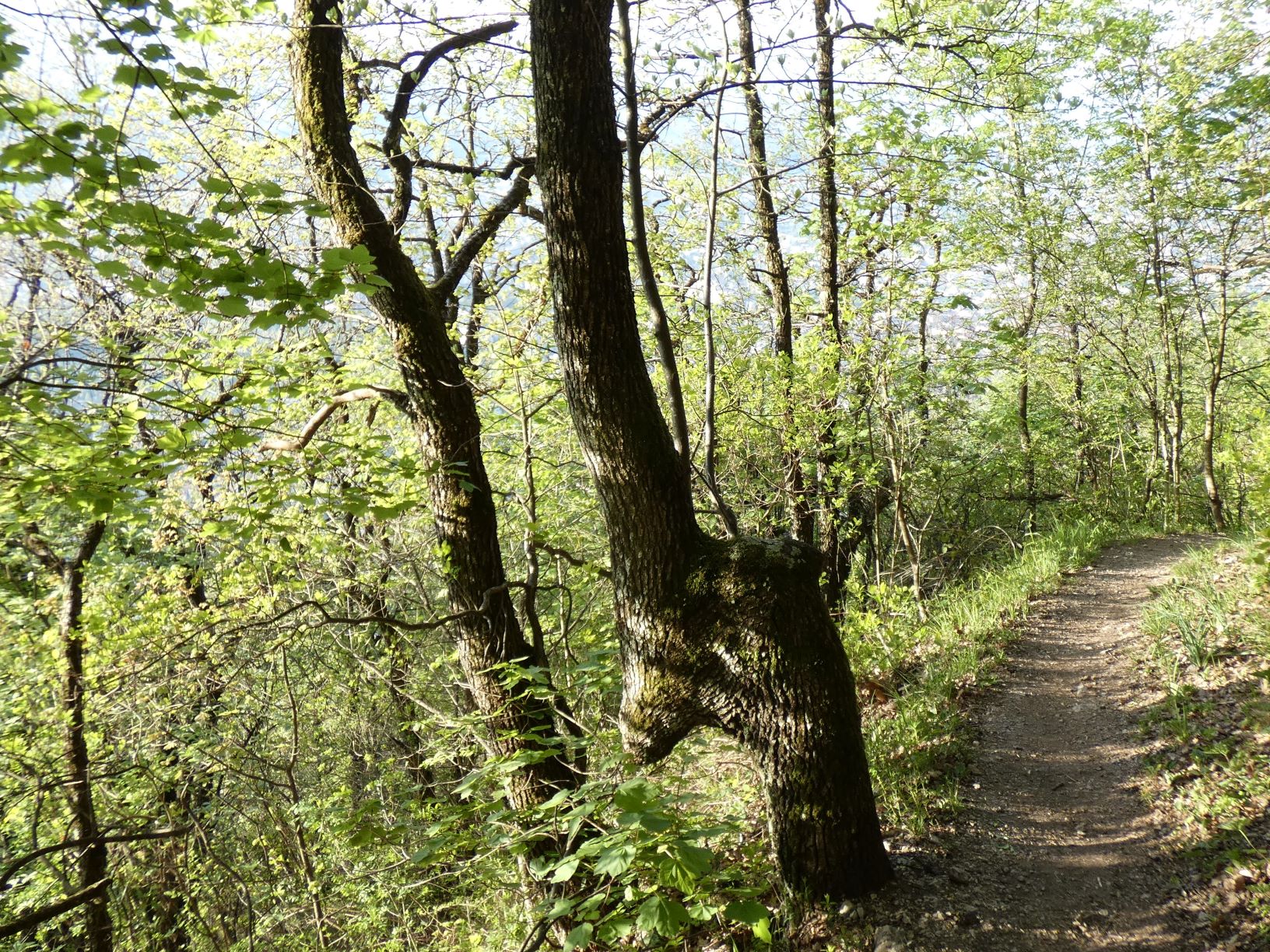 Annexe P1000686 (2).JPG