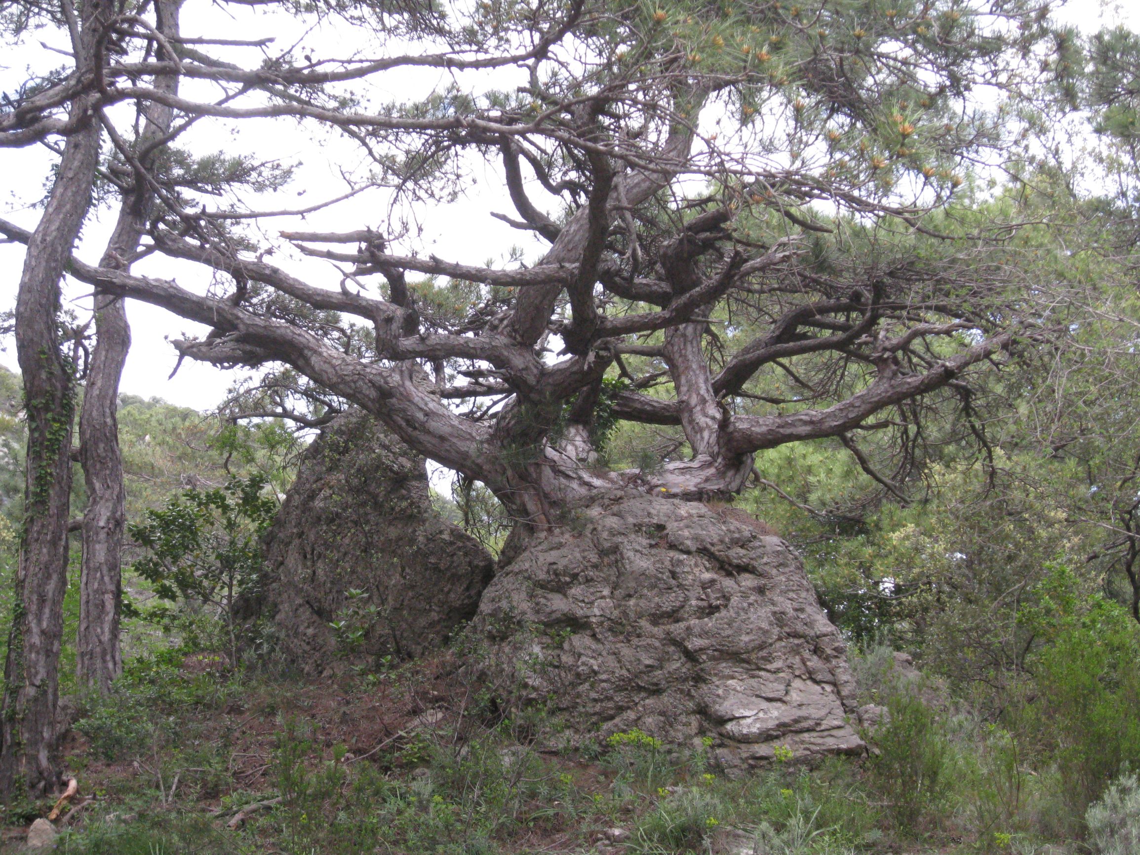 Annexe 10 juin forêt de St Guilhem le Désert (17).JPG