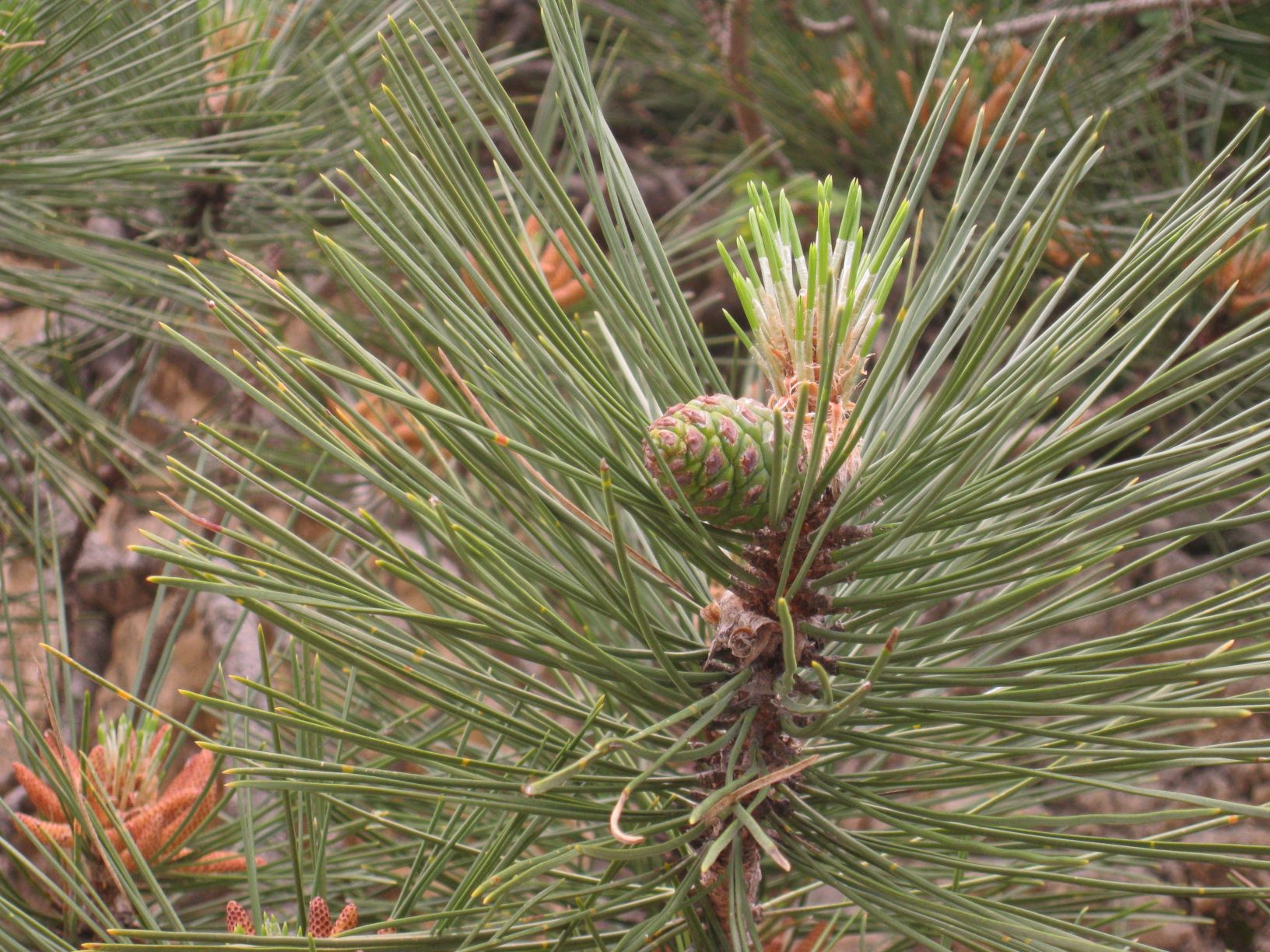 Annexe 10 juin forêt de St Guilhem le Désert (6).JPG