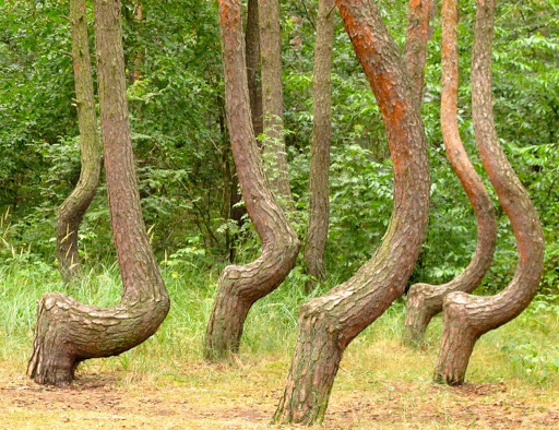 Annexe arbre tordu.jpg