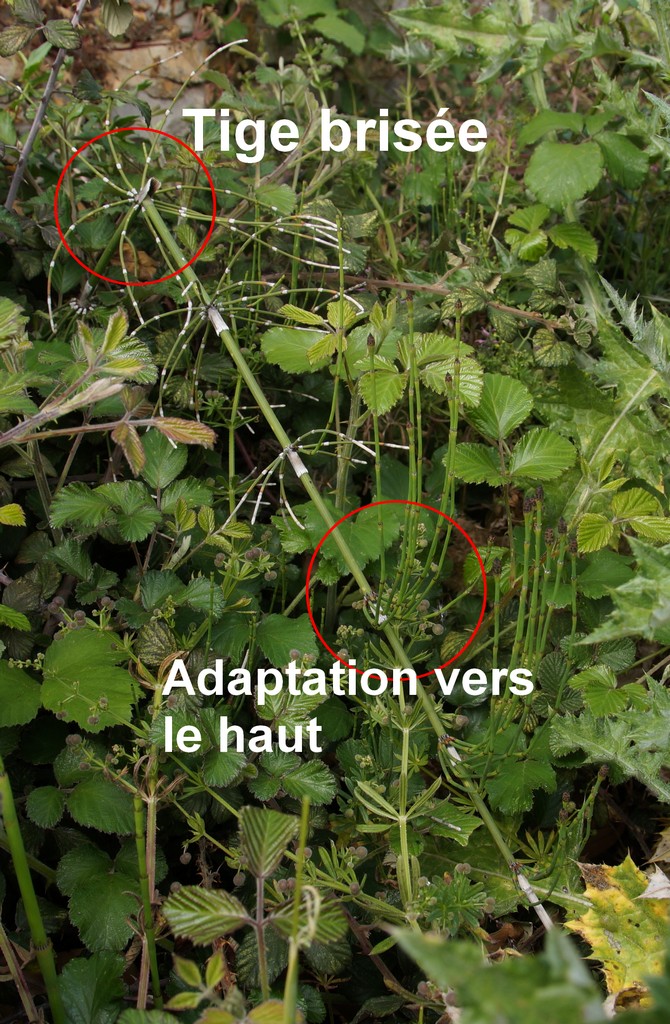 Annexe Prele desaxee_1.JPG