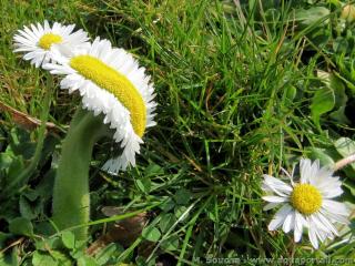 Annexe fasciation-fleur-paquerette-bellis-perennis.jpg