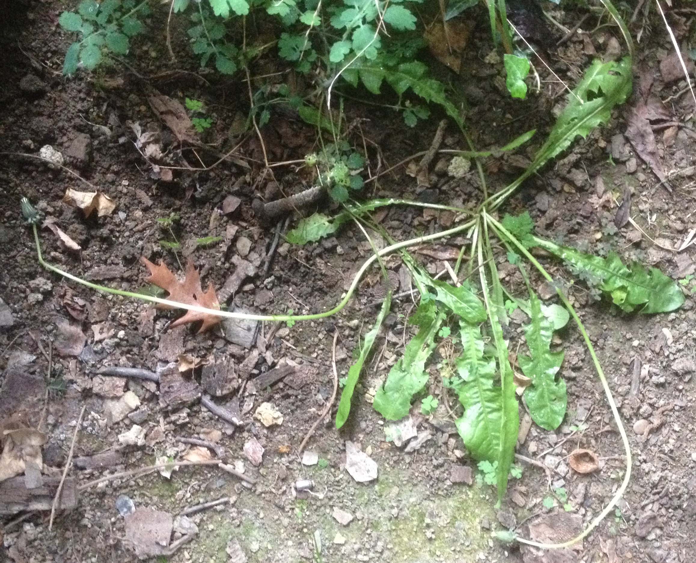 Annexe Pissenlit.JPG