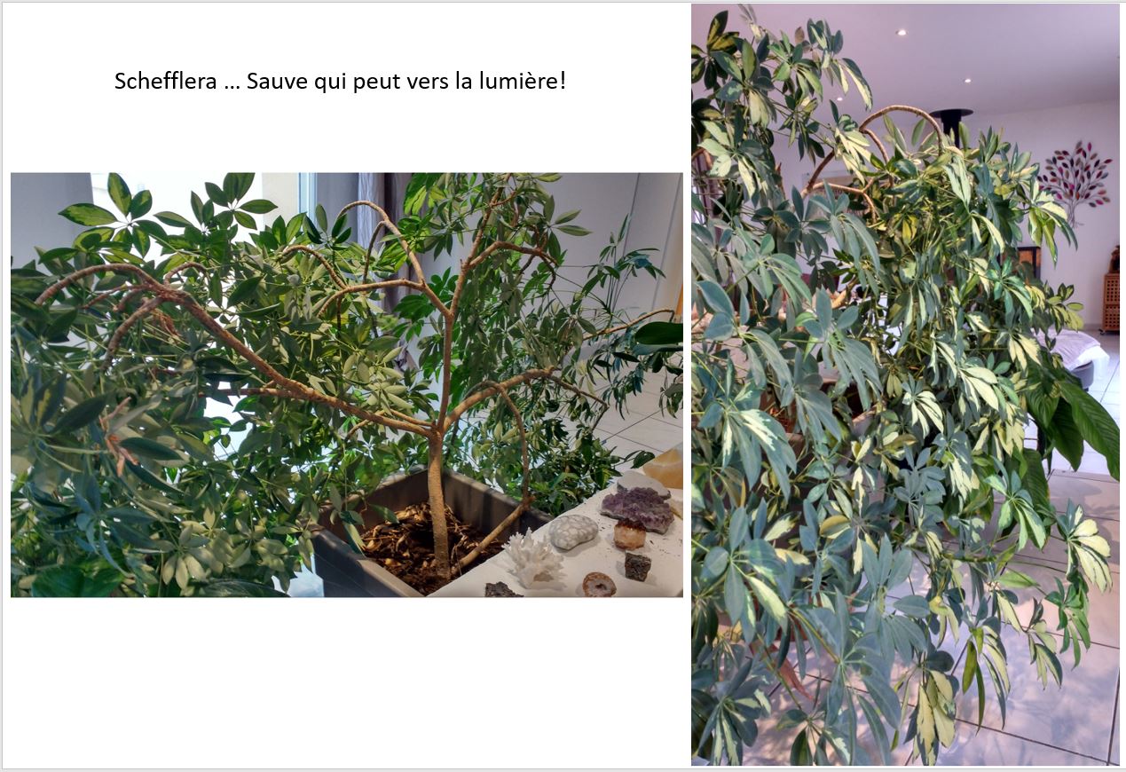 Annexe Schefflera.JPG