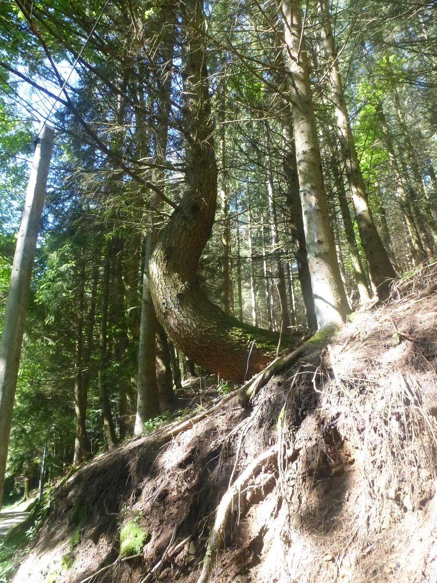 Annexe pin_pilat.jpg