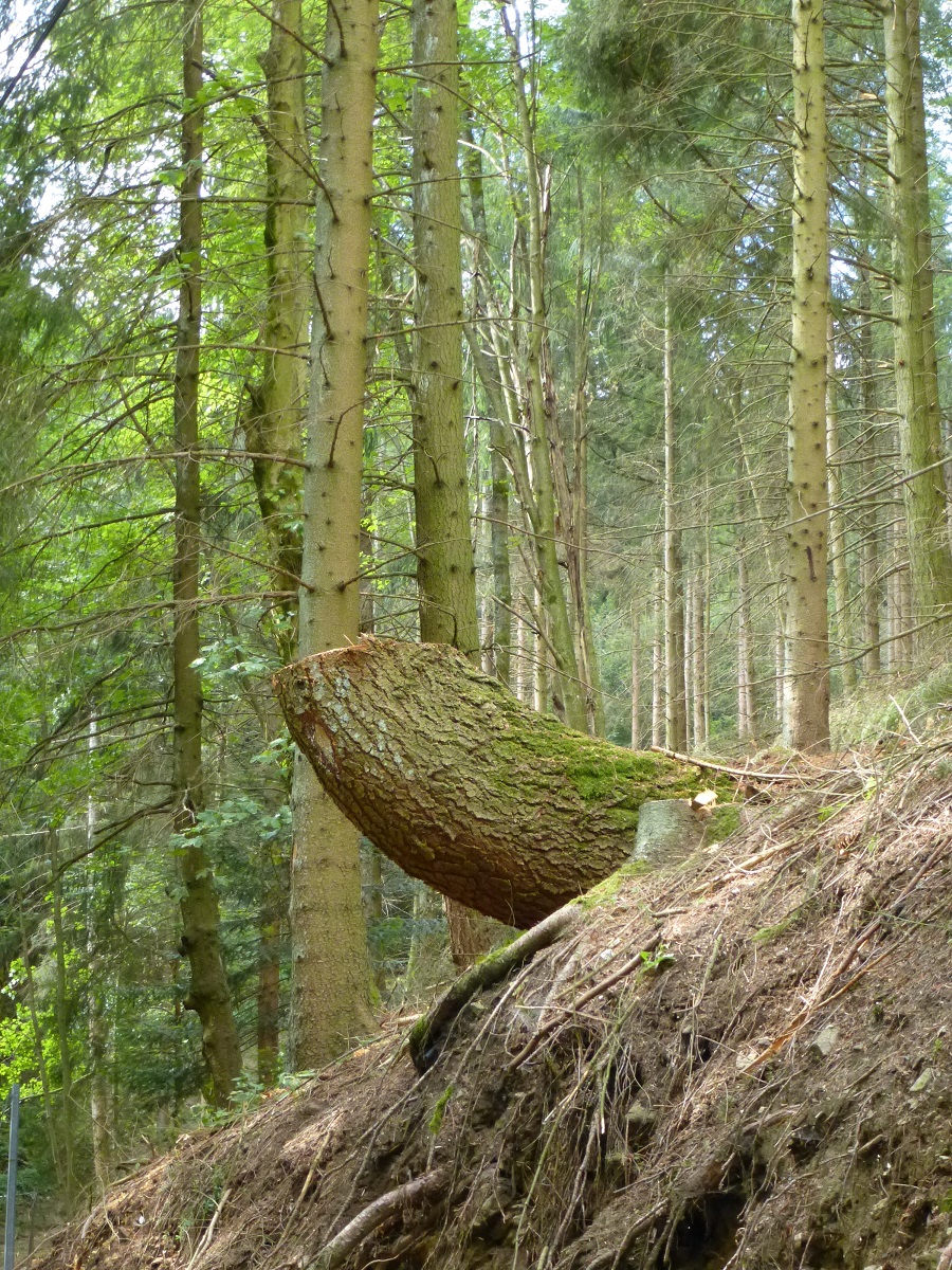 Annexe pin_pilat_coupé.jpg