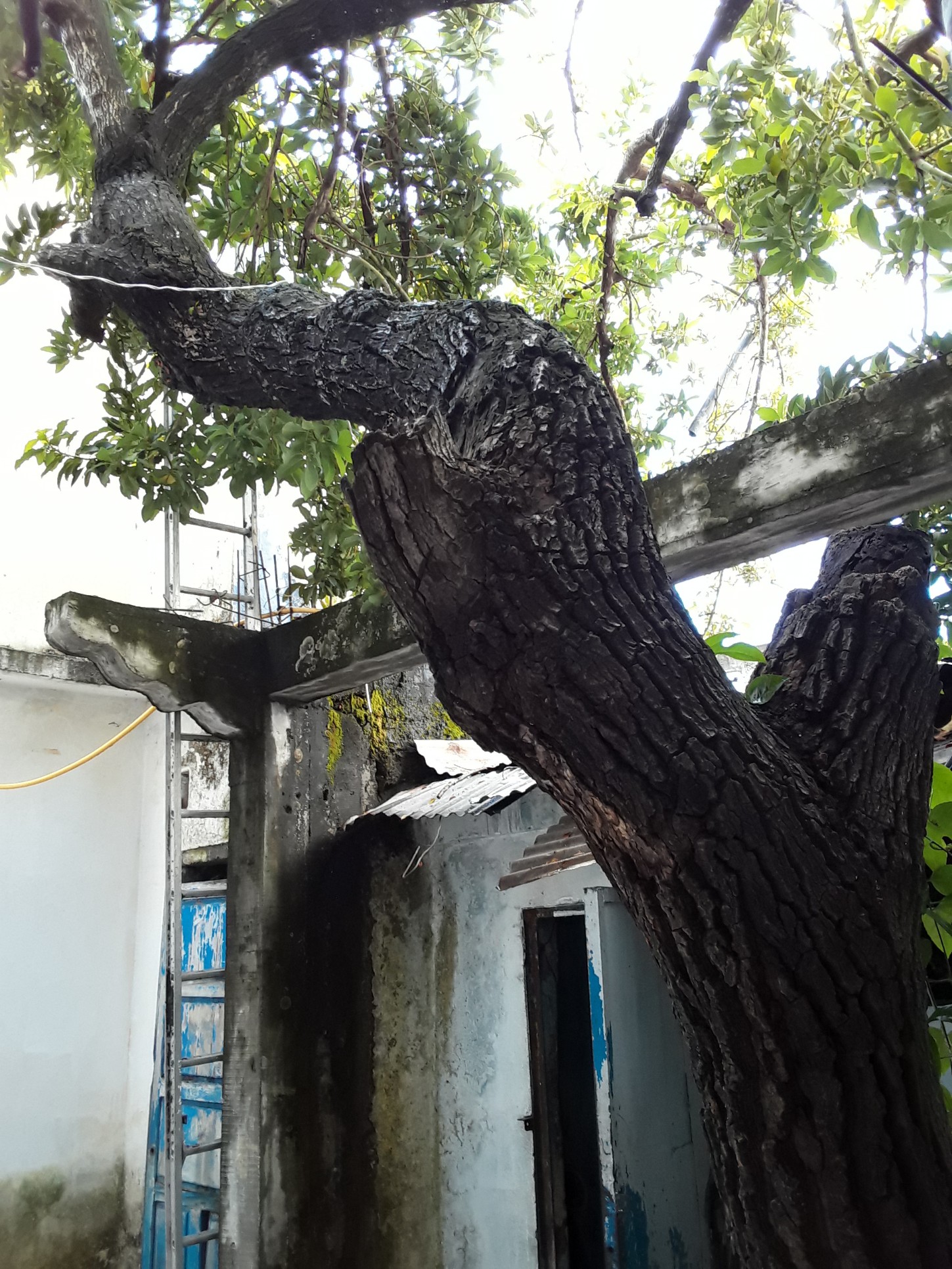 Annexe 20200418_161419-1449x1932.jpg