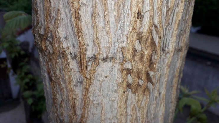 Annexe 20200419_144850.jpg