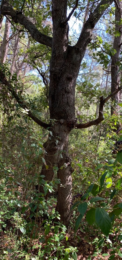 Annexe 19981923-EC4E-4412-8C92-E126ABD2B13C.jpeg