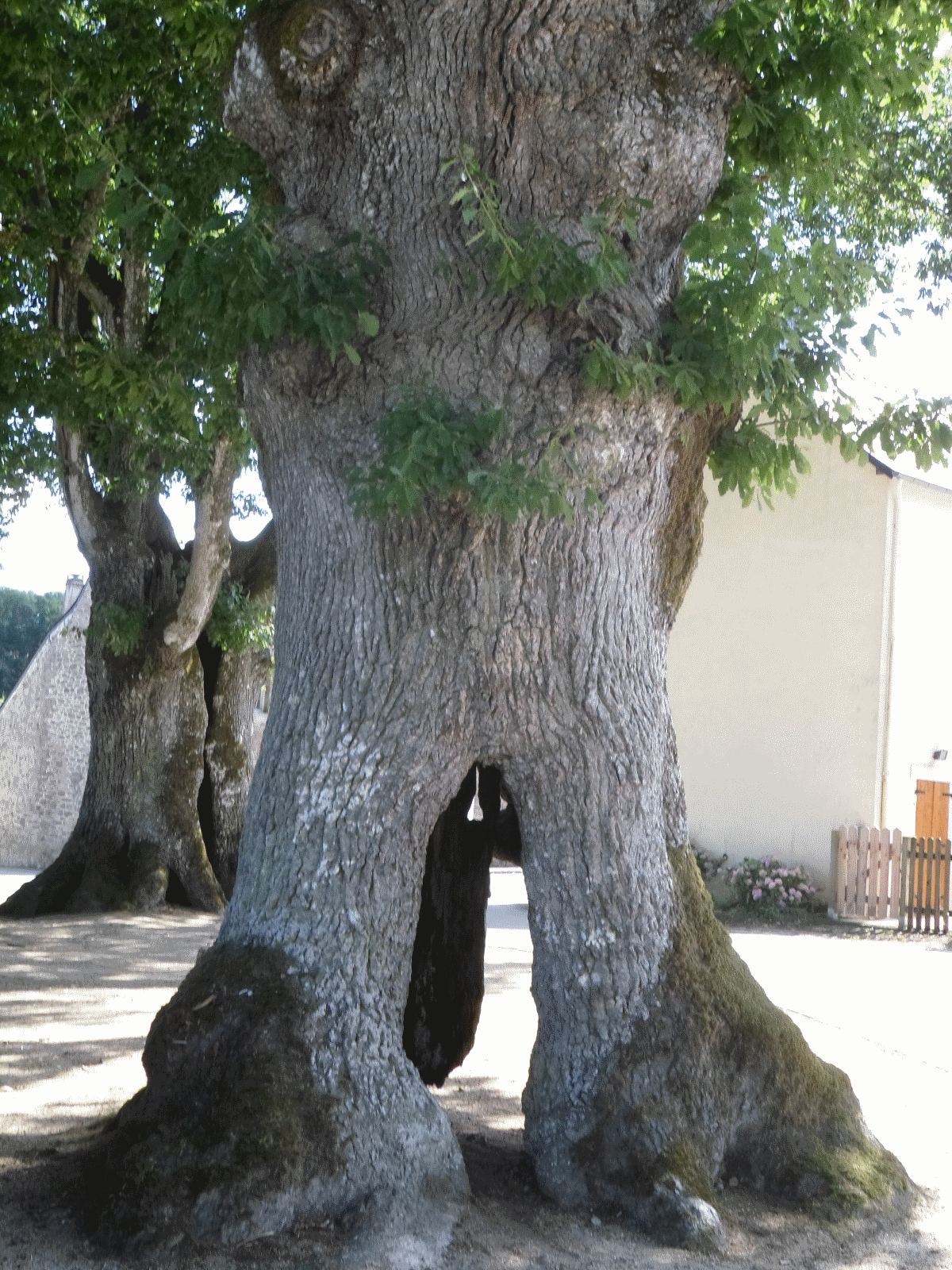 Annexe chêne creux Trémargat.png