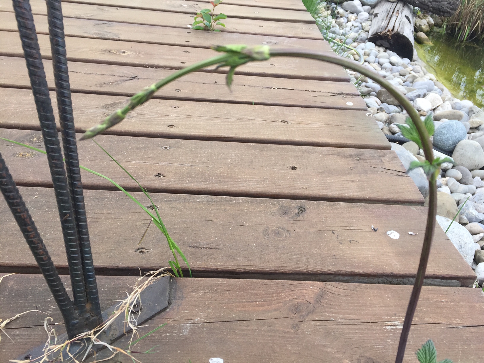 Annexe IMG_1378.jpeg