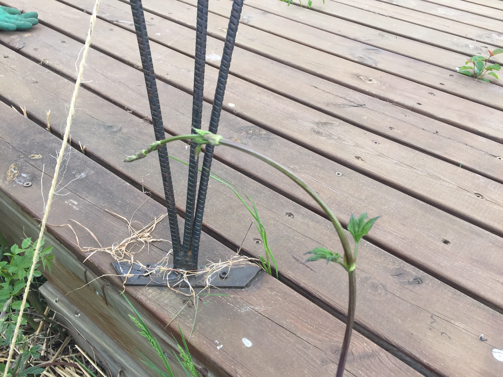 Annexe IMG_1379.jpeg