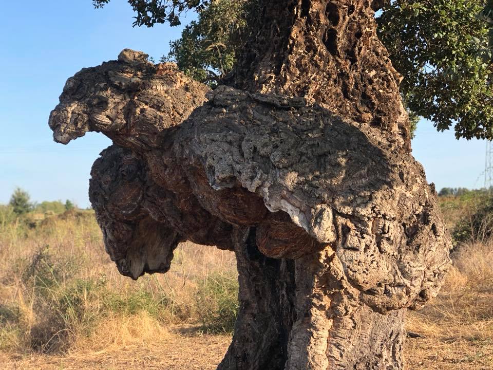Annexe arbre oiseau - chene liege GHISONACCIA.jpg