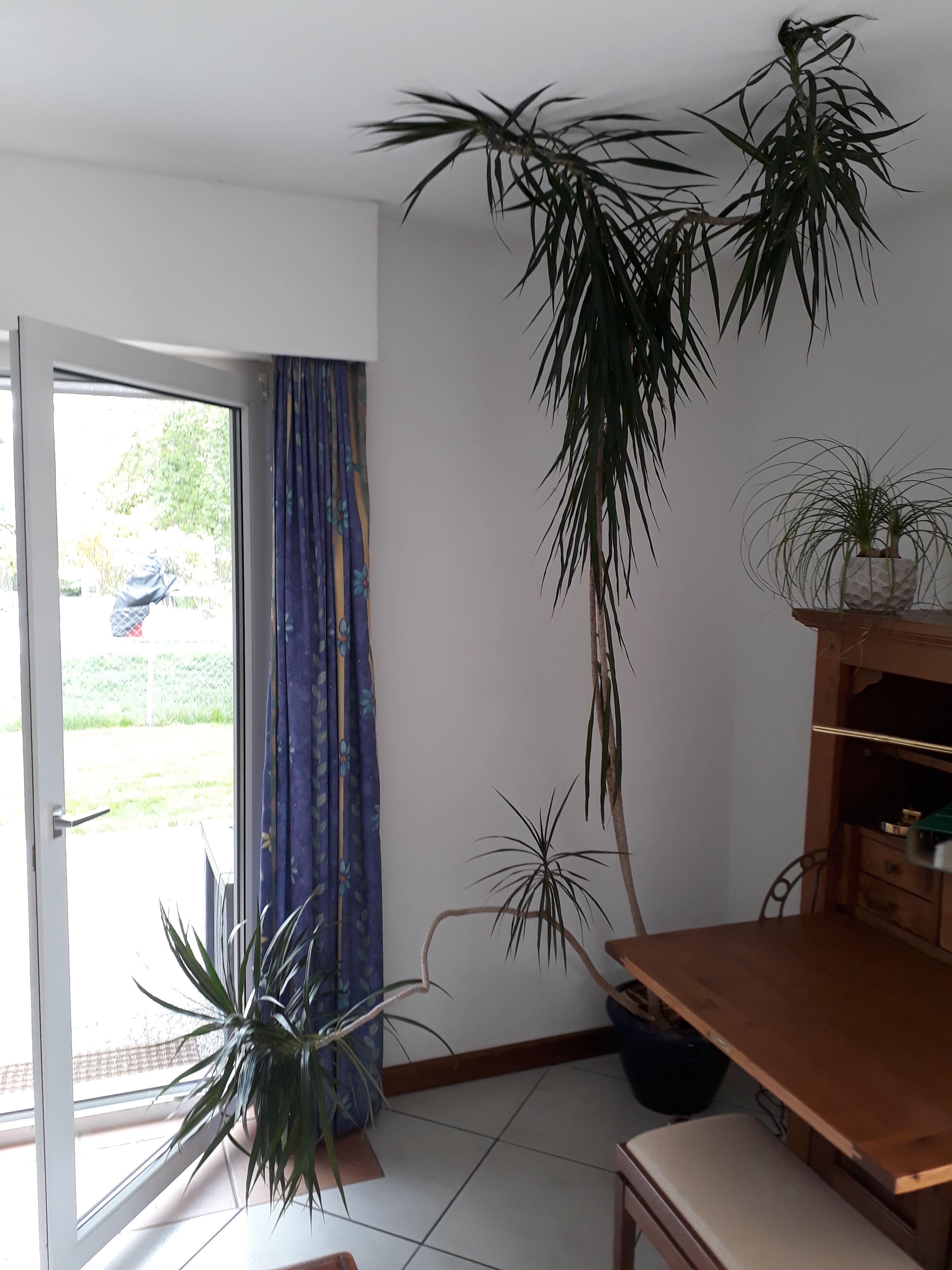 Annexe Dragonnier des Canaries.jpg