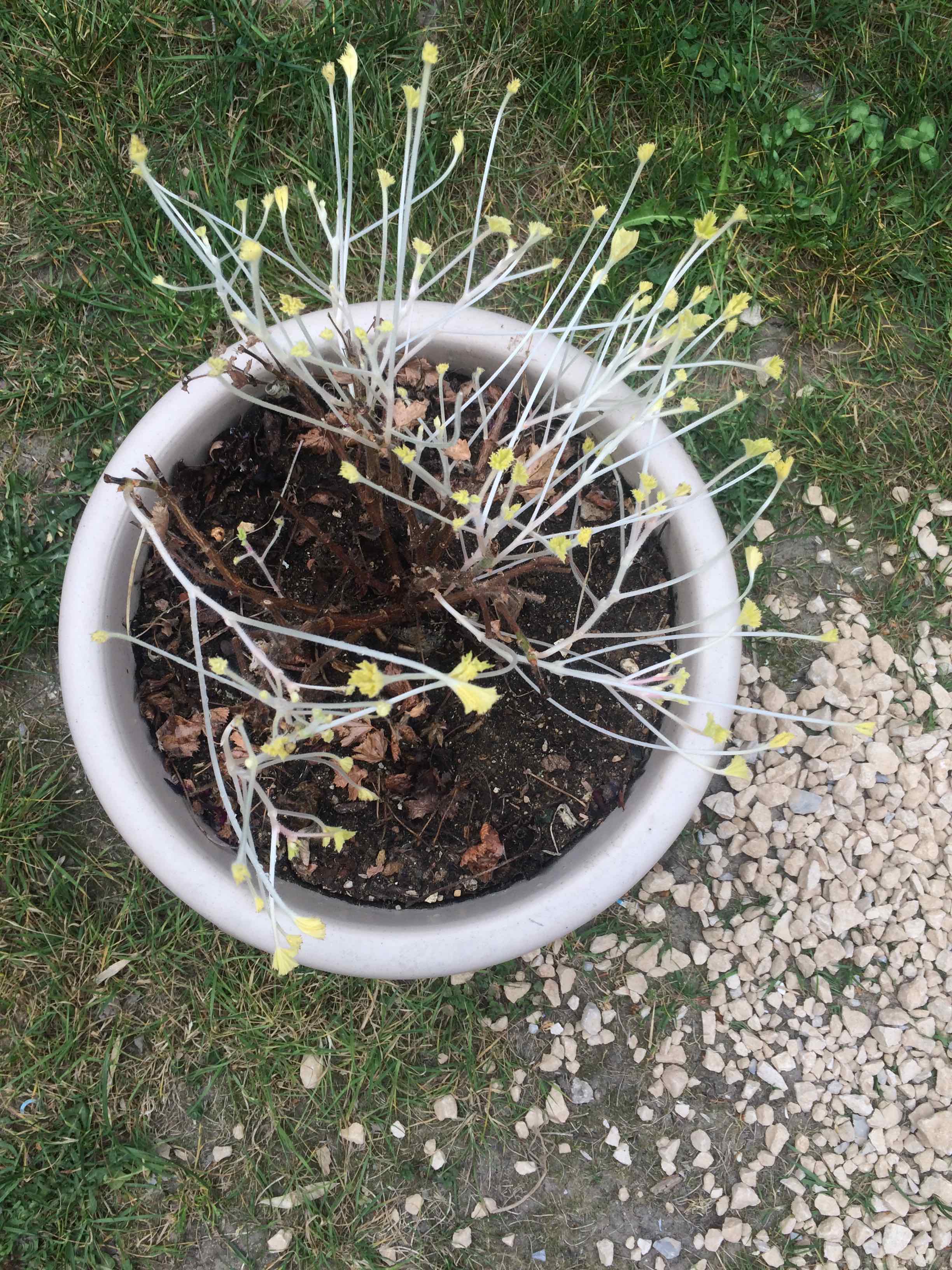 Annexe geranium1.jpg