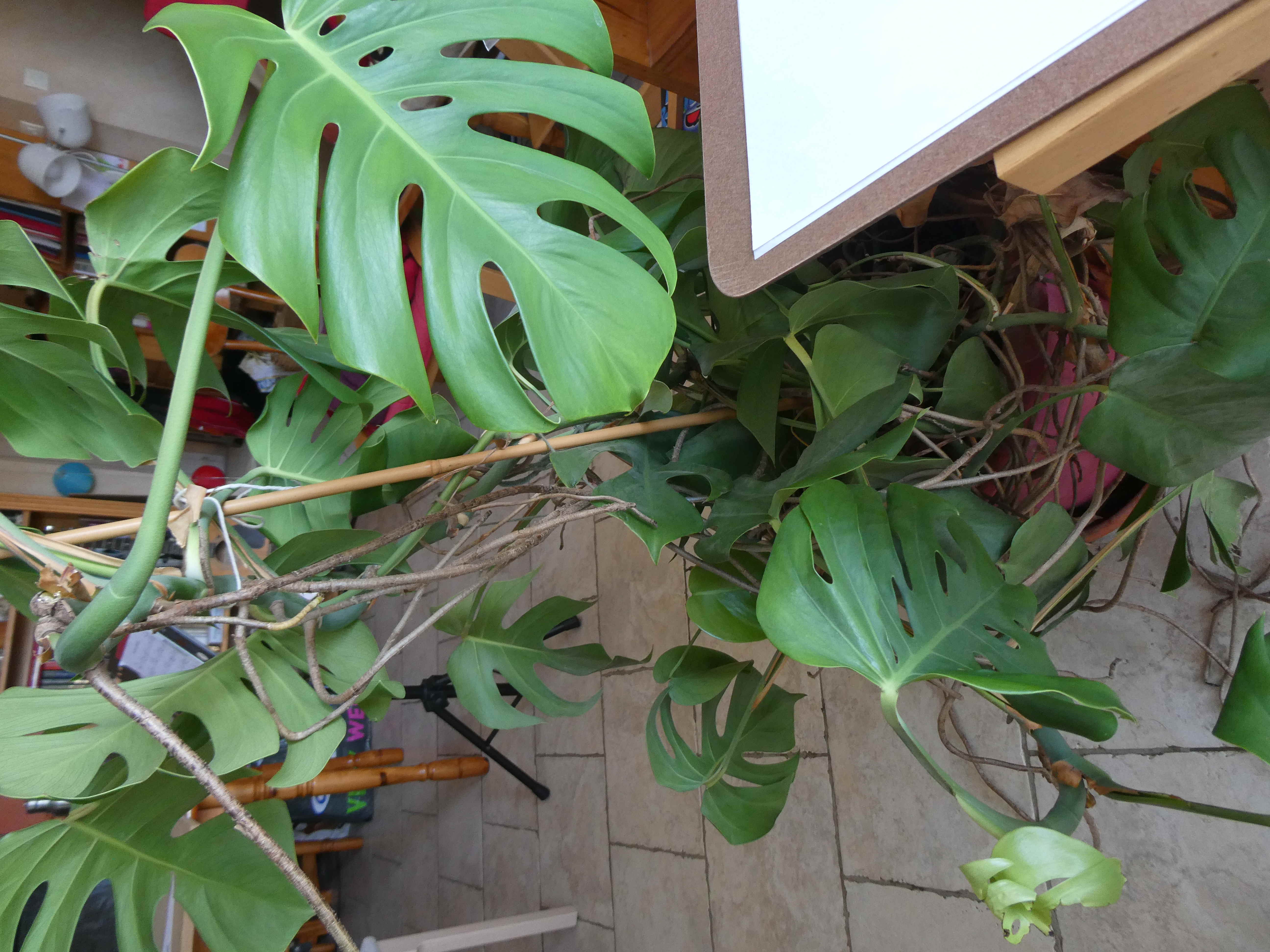 Annexe P1000767-ConvertImage.jpg