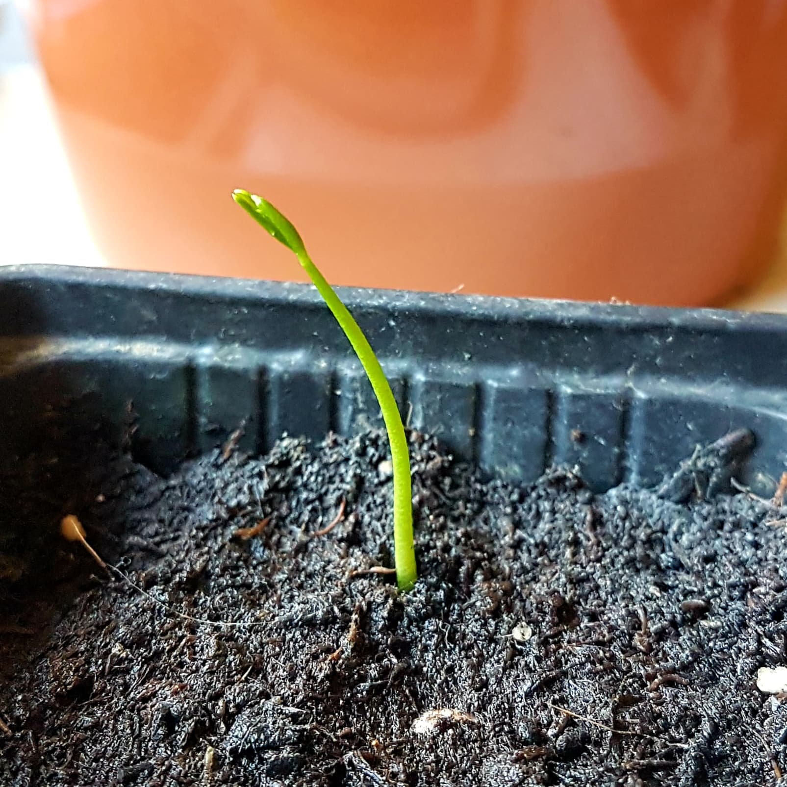 Annexe bébé kumquat.jpg