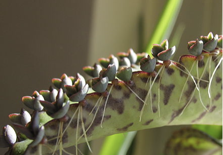 Annexe Capture d’écran 2020-04-19 à 23.28.47.png