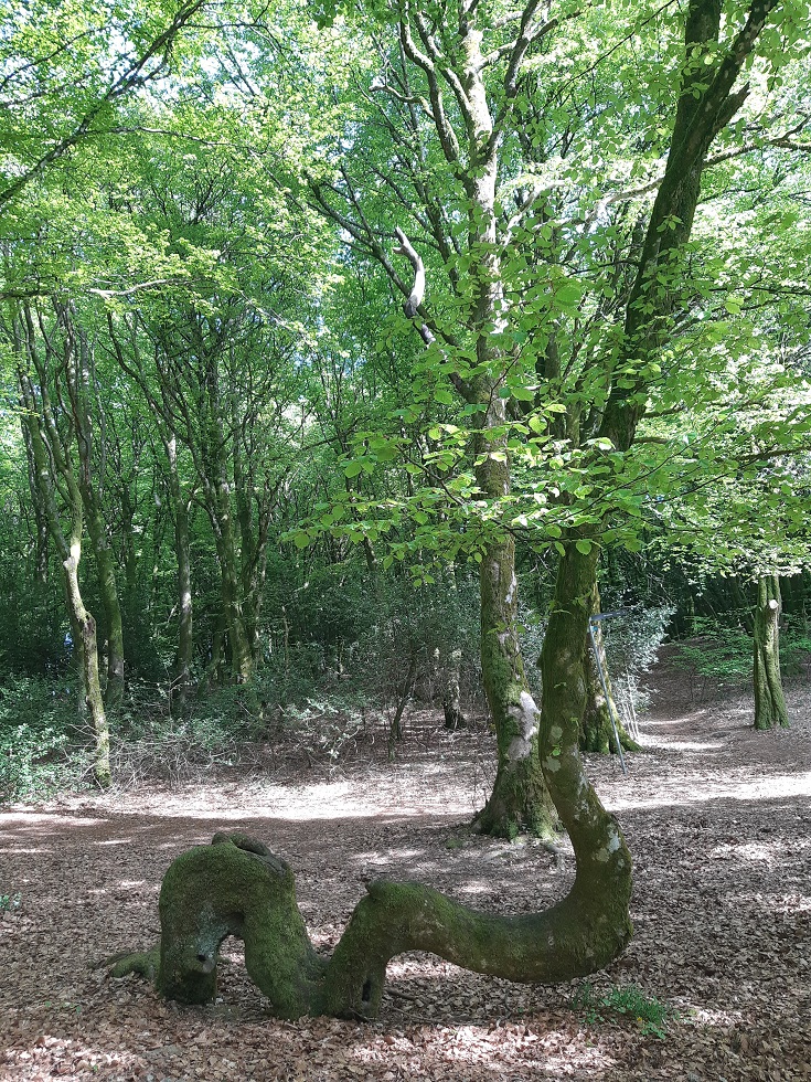 Annexe Fagus Silvatica Hetre tordu Mont Beuvray Bibracte.jpg