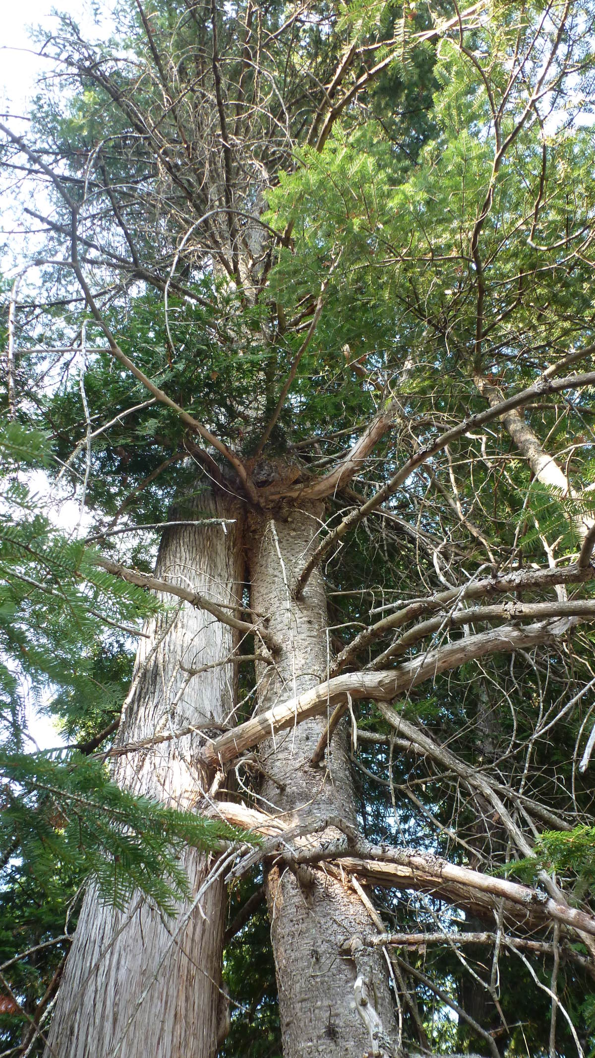 Annexe P1060383V2.JPG