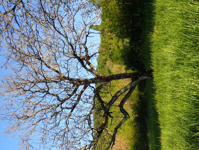 Annexe Branches de lautre côté de la haie.JPG