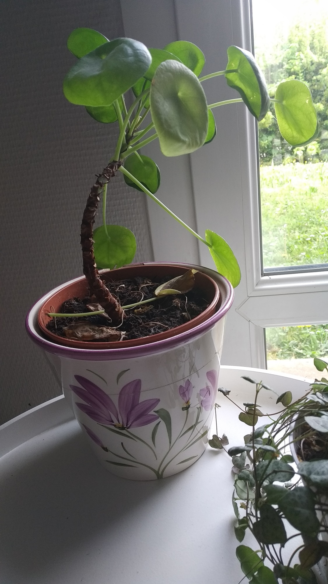 Annexe IMG_20200420_120526.jpg