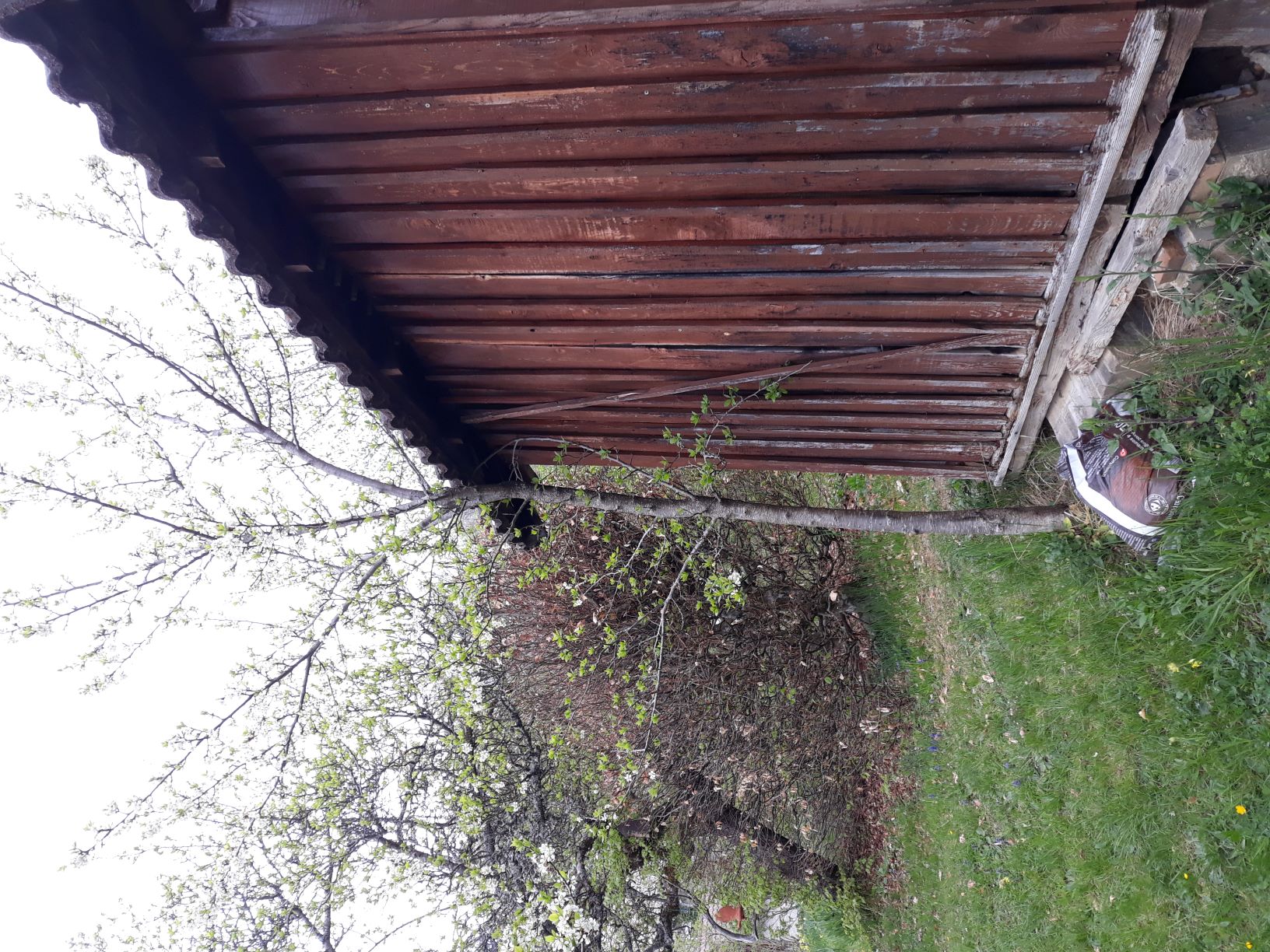 Annexe prunier_adapté_vmail.jpg