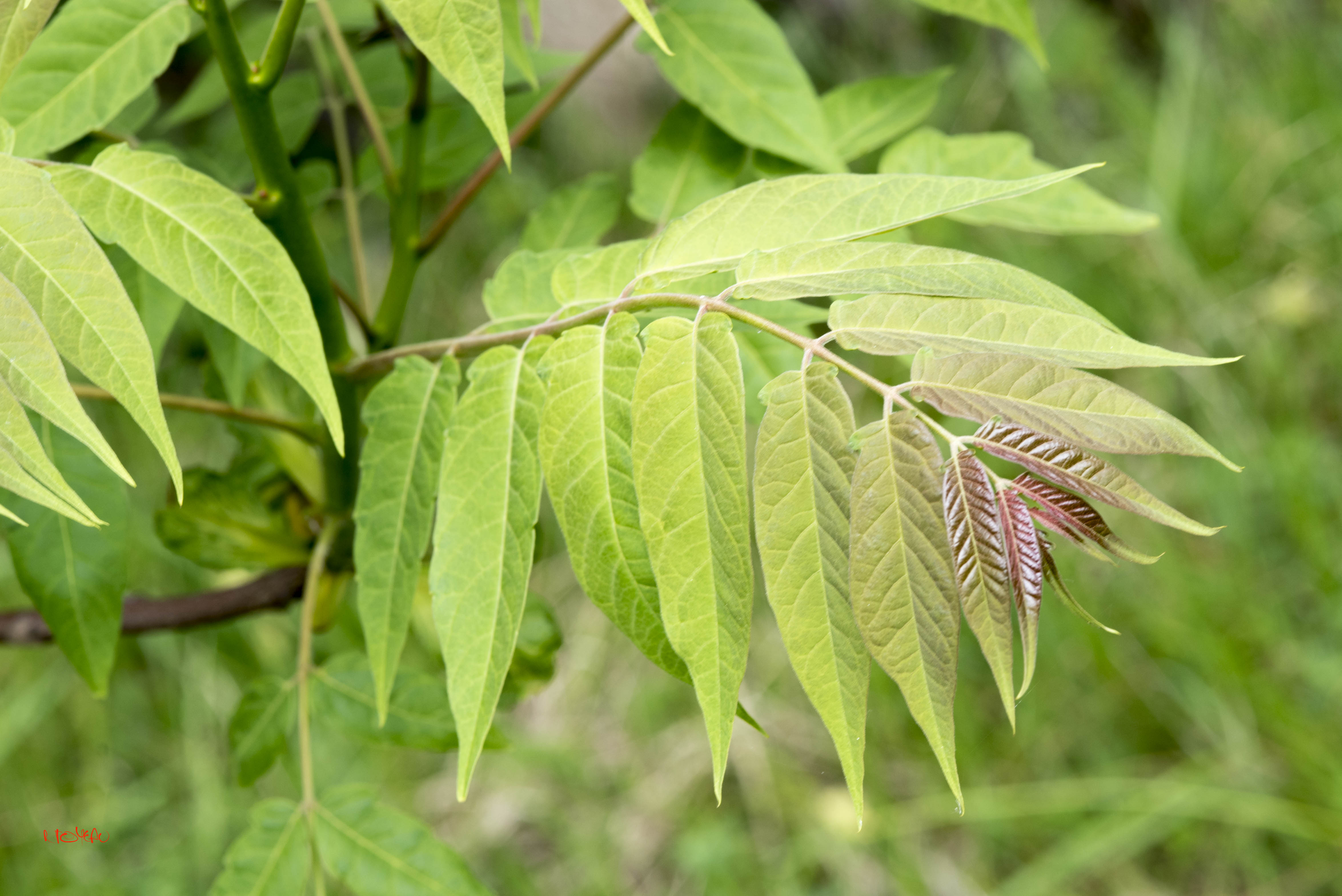 Annexe MOOC DSC_910920 avril 2020.jpg