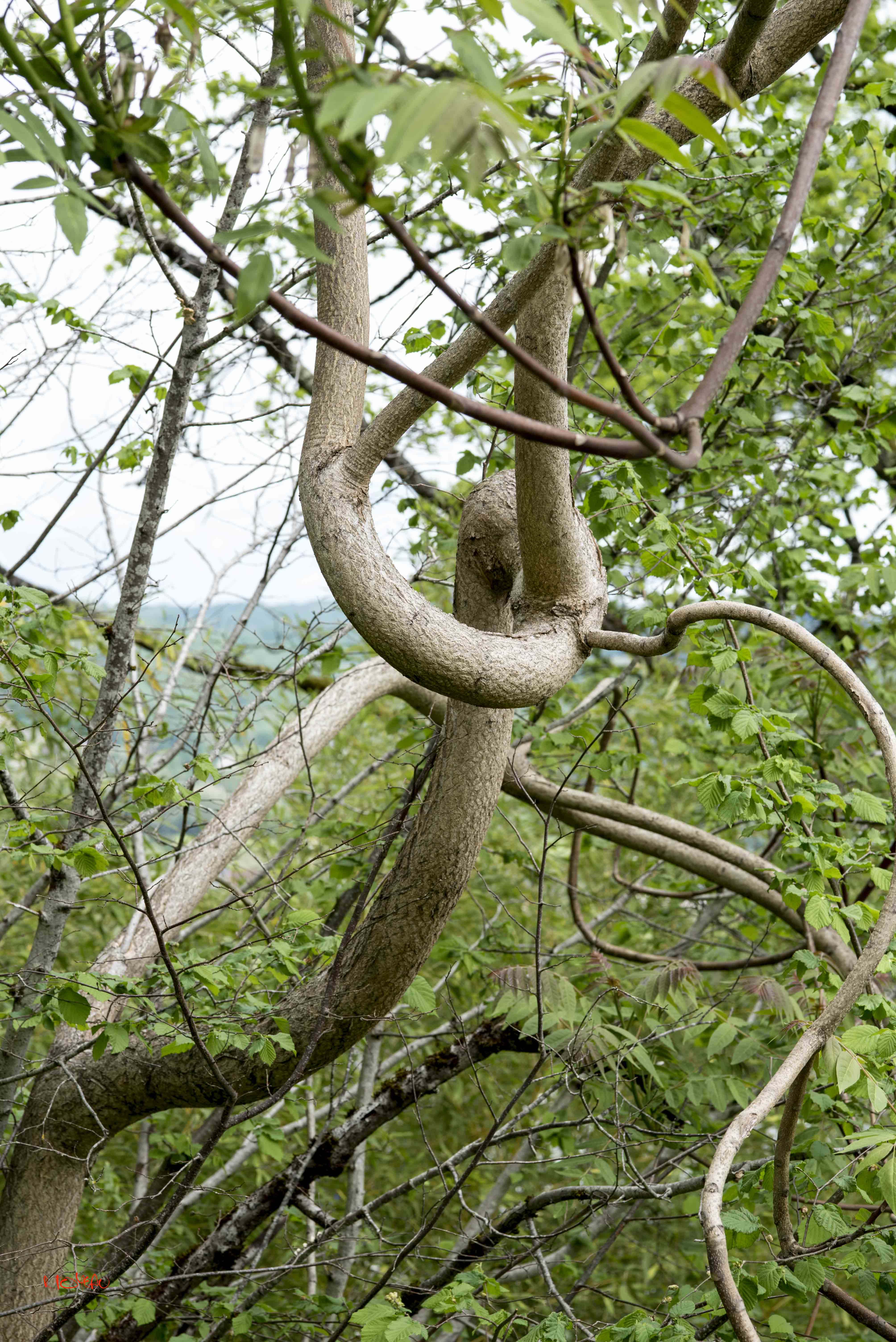 Annexe MOOC DSC_911320 avril 2020.jpg