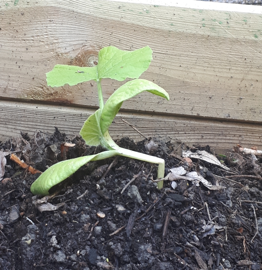 Annexe Screenshot_20200420-123942_Gallery.jpg