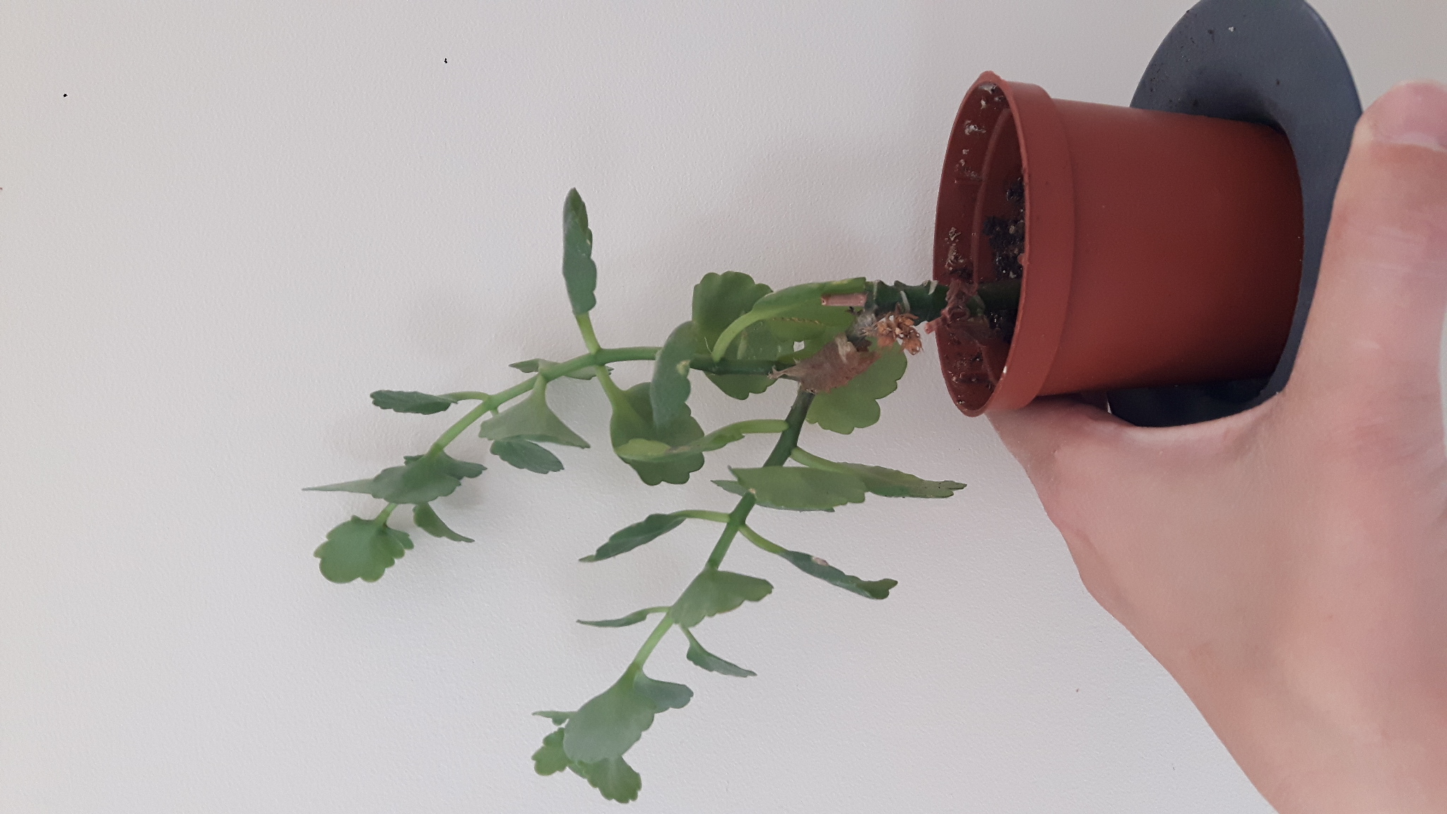 Annexe 20200420_143243.jpg