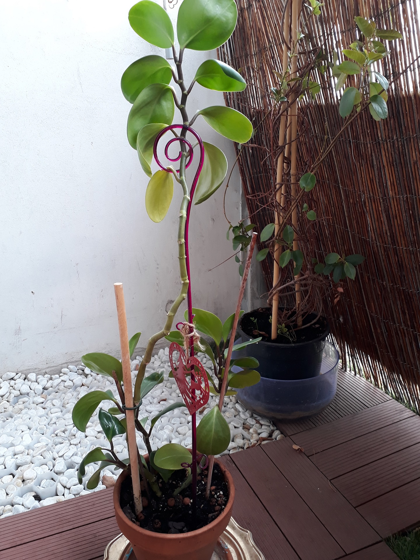 Annexe 20200420_145706.jpg