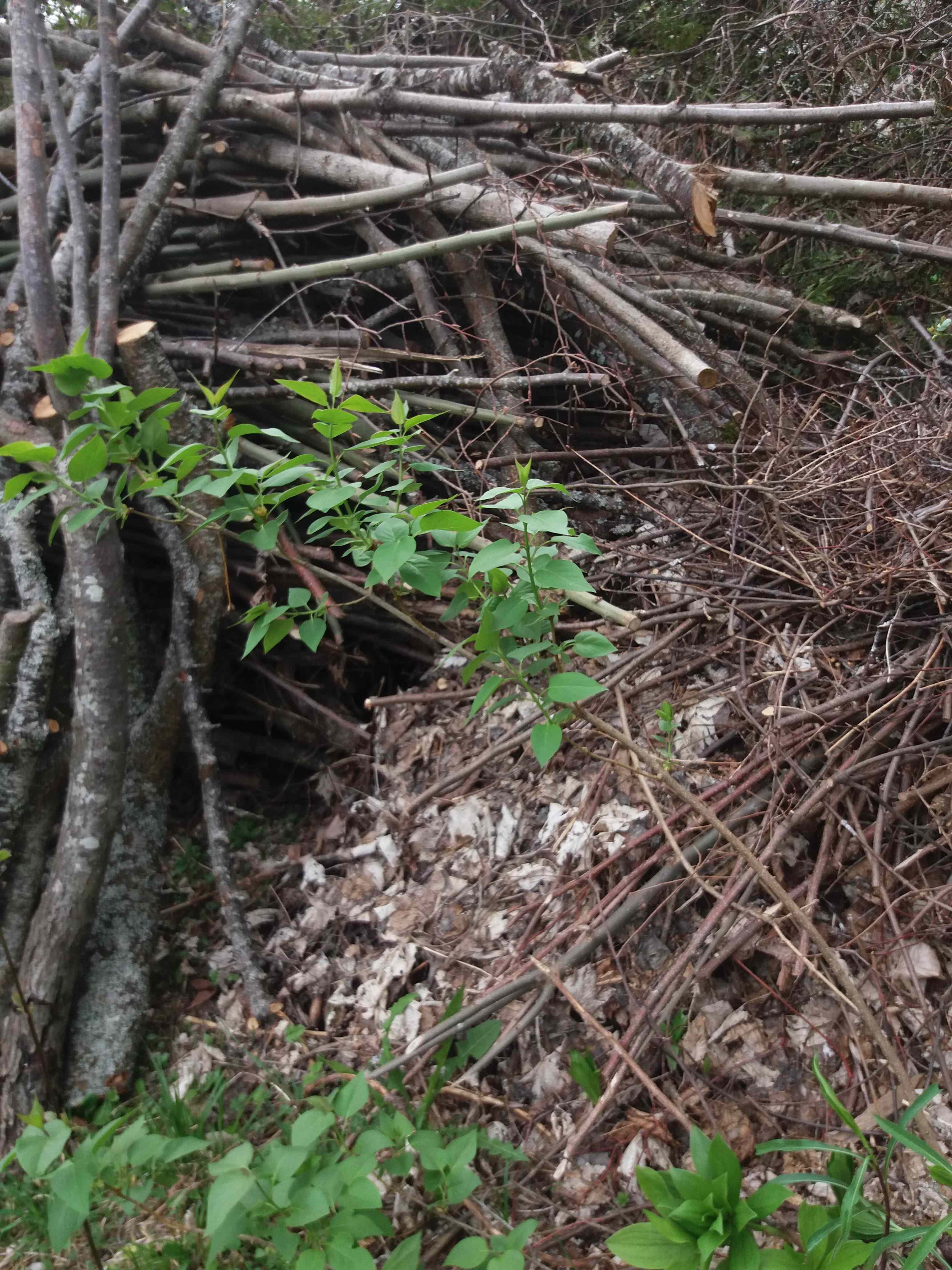 Annexe lilas-1-r.jpg