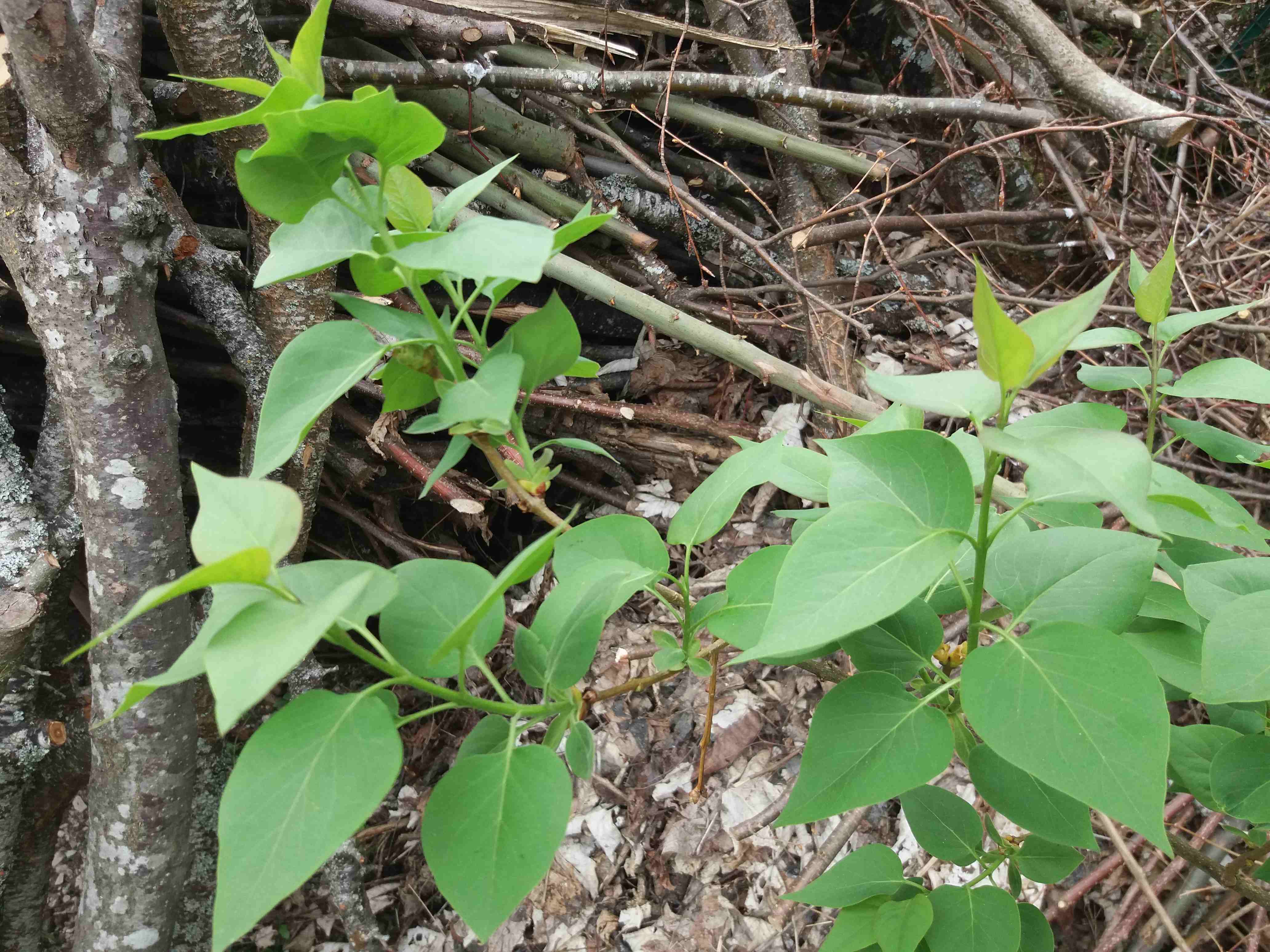 Annexe lilas-2-r.jpg