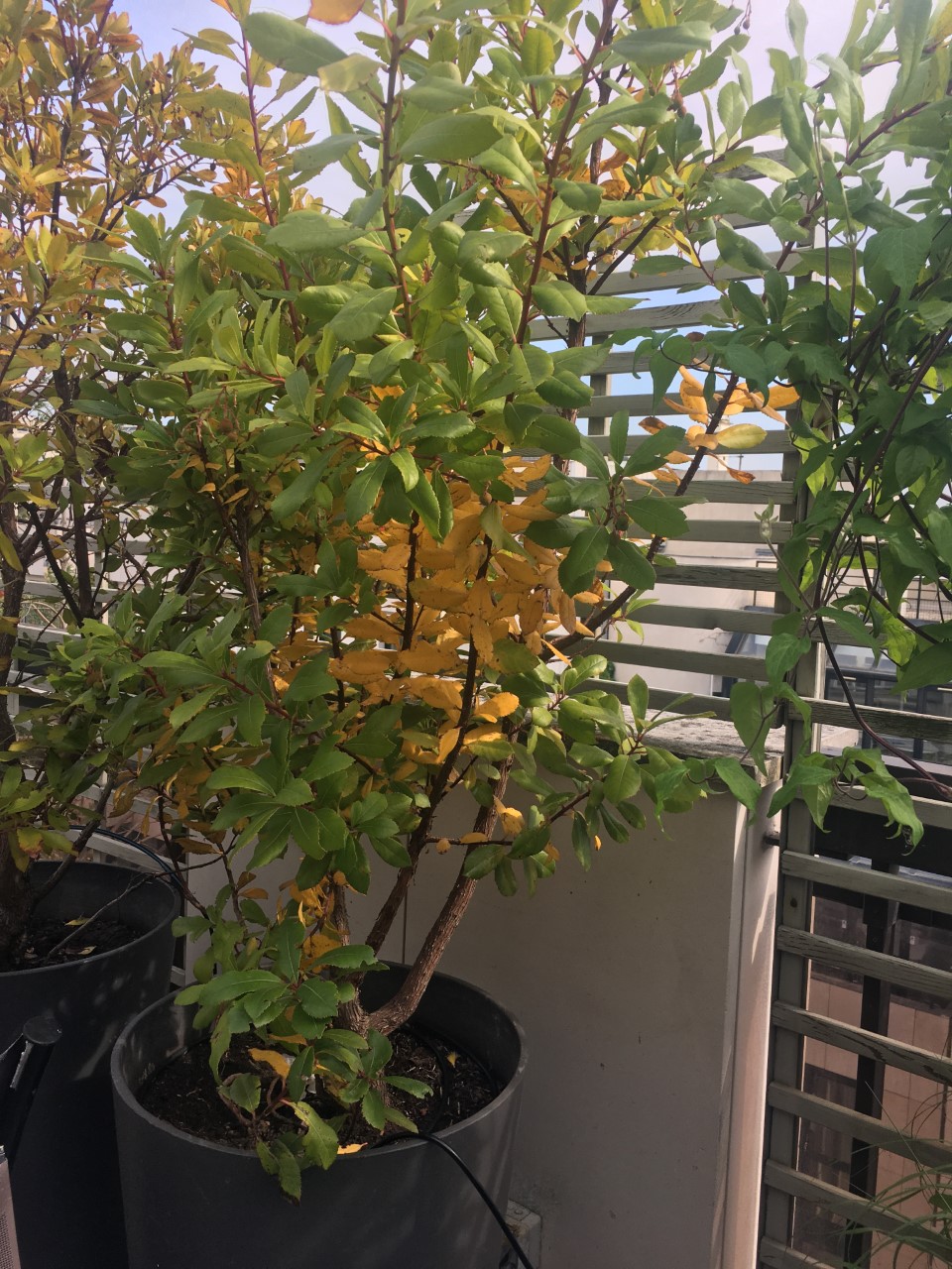 Annexe Arbousier.jpg