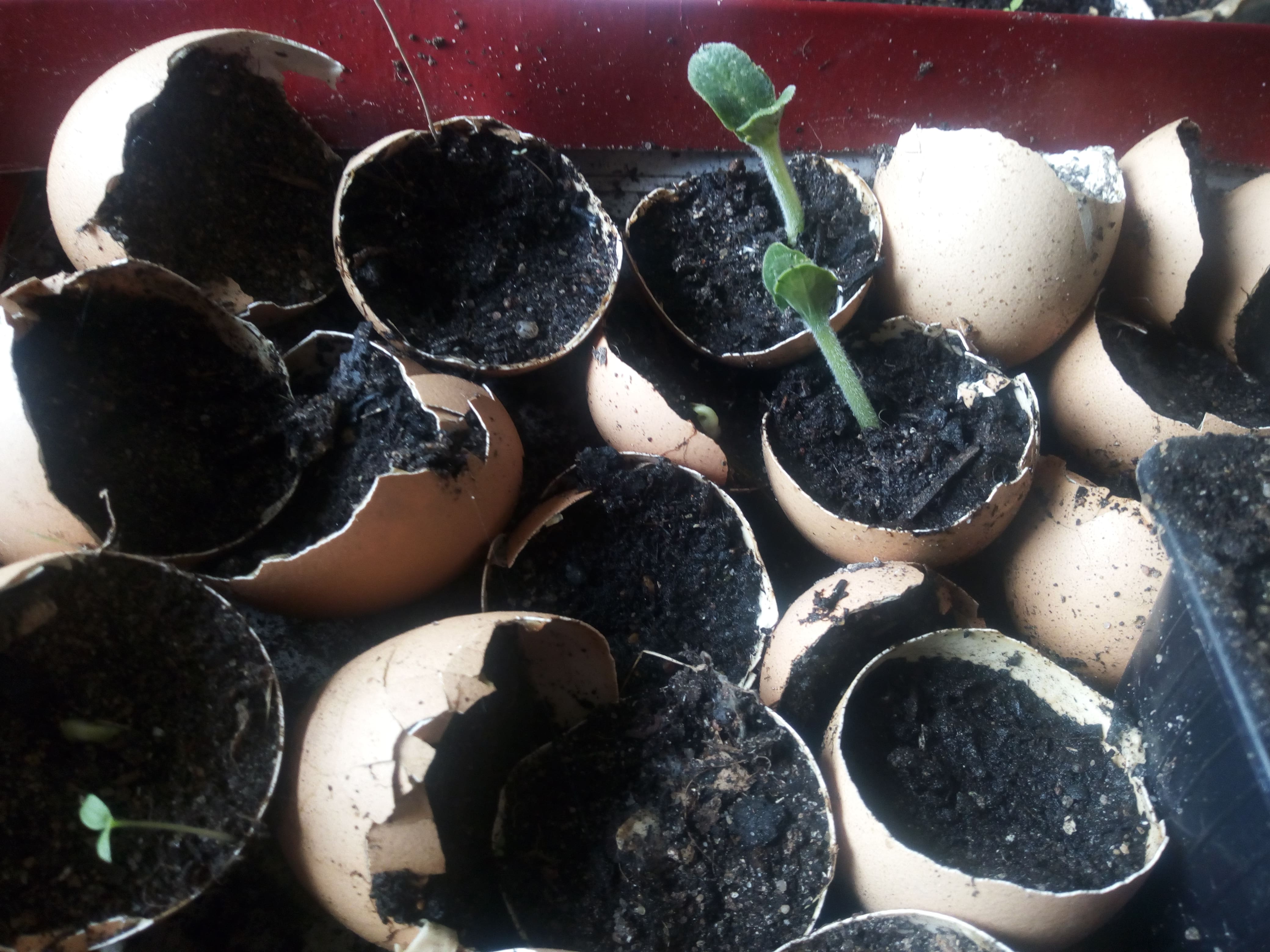 Annexe IMG_20200420_171605-min.jpg