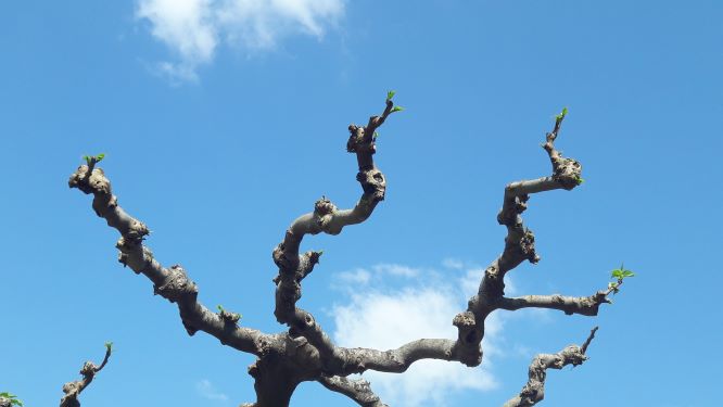 Annexe plante bizarre.jpg